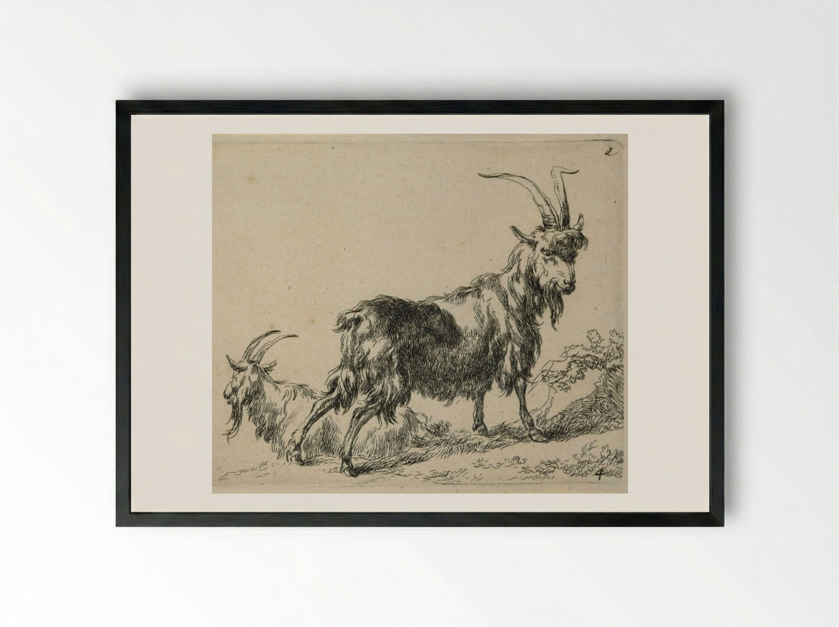 Two Standing Goats - Nicolaes Berchem - Framed Print Black