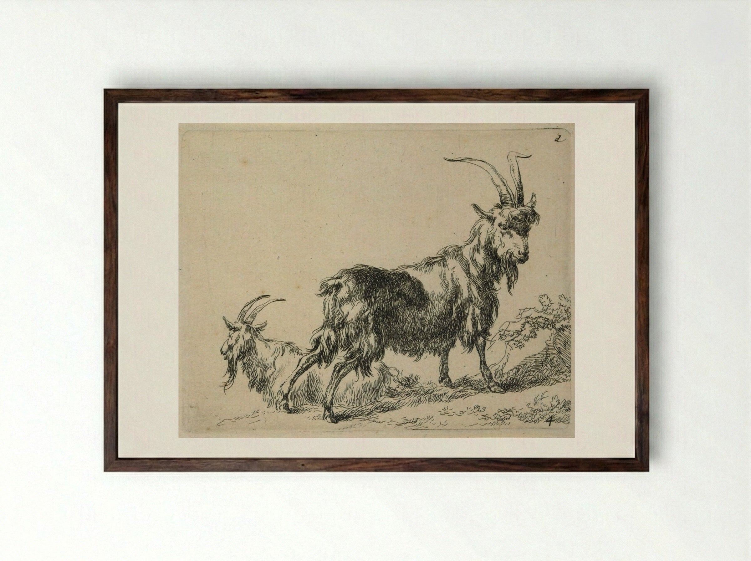 Two Standing Goats - Nicolaes Berchem - Framed Print Dark Wood