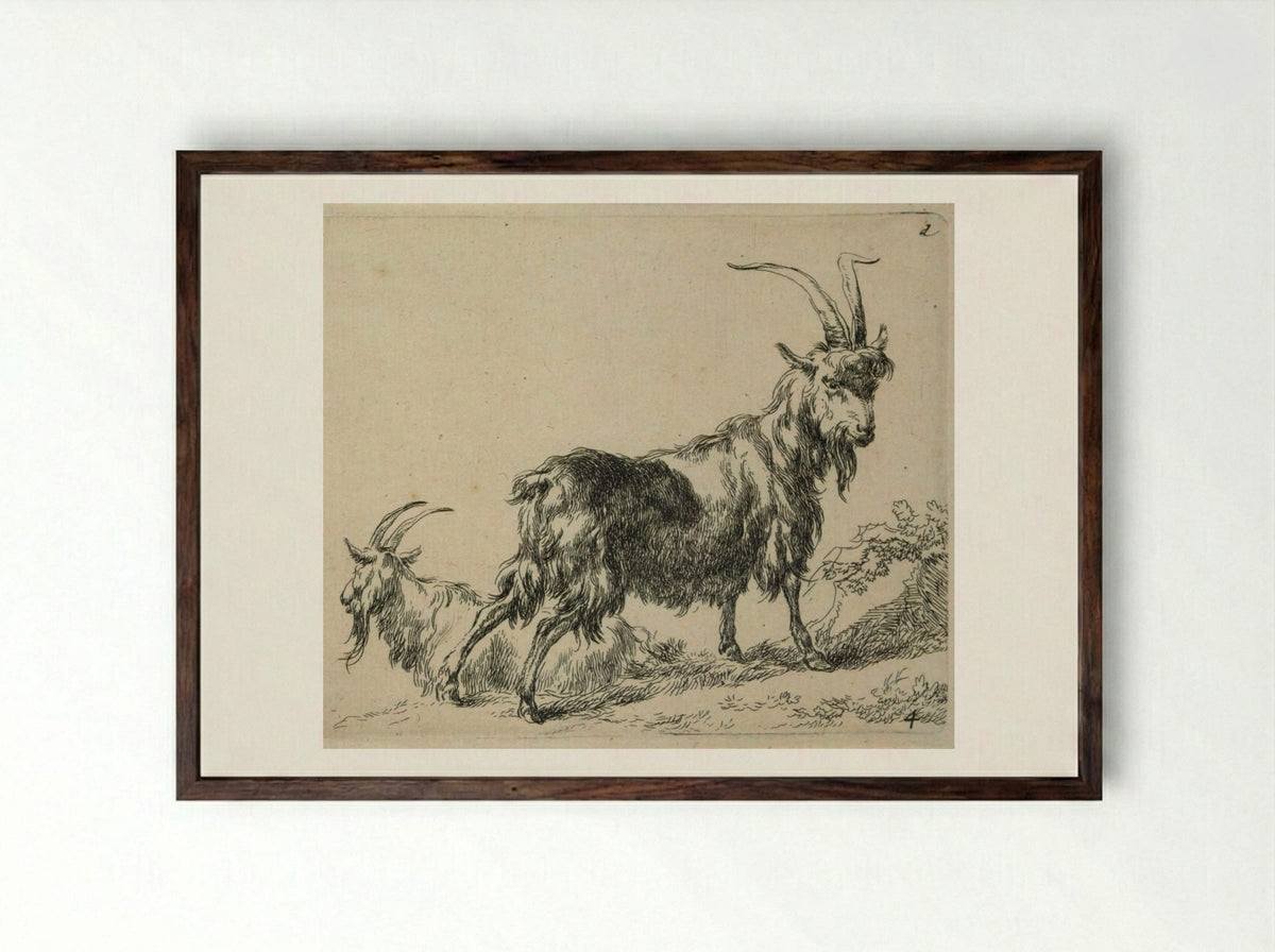 Two Standing Goats - Nicolaes Berchem - Framed Print Dark Wood