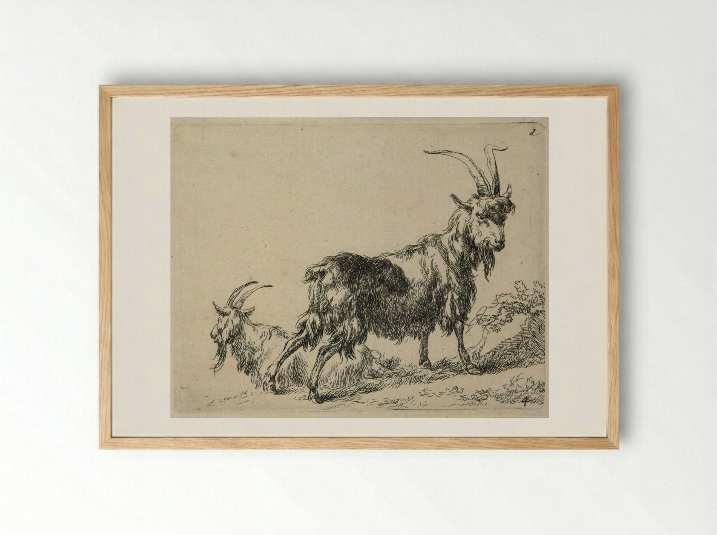 Two Standing Goats - Nicolaes Berchem - Framed Print Wood