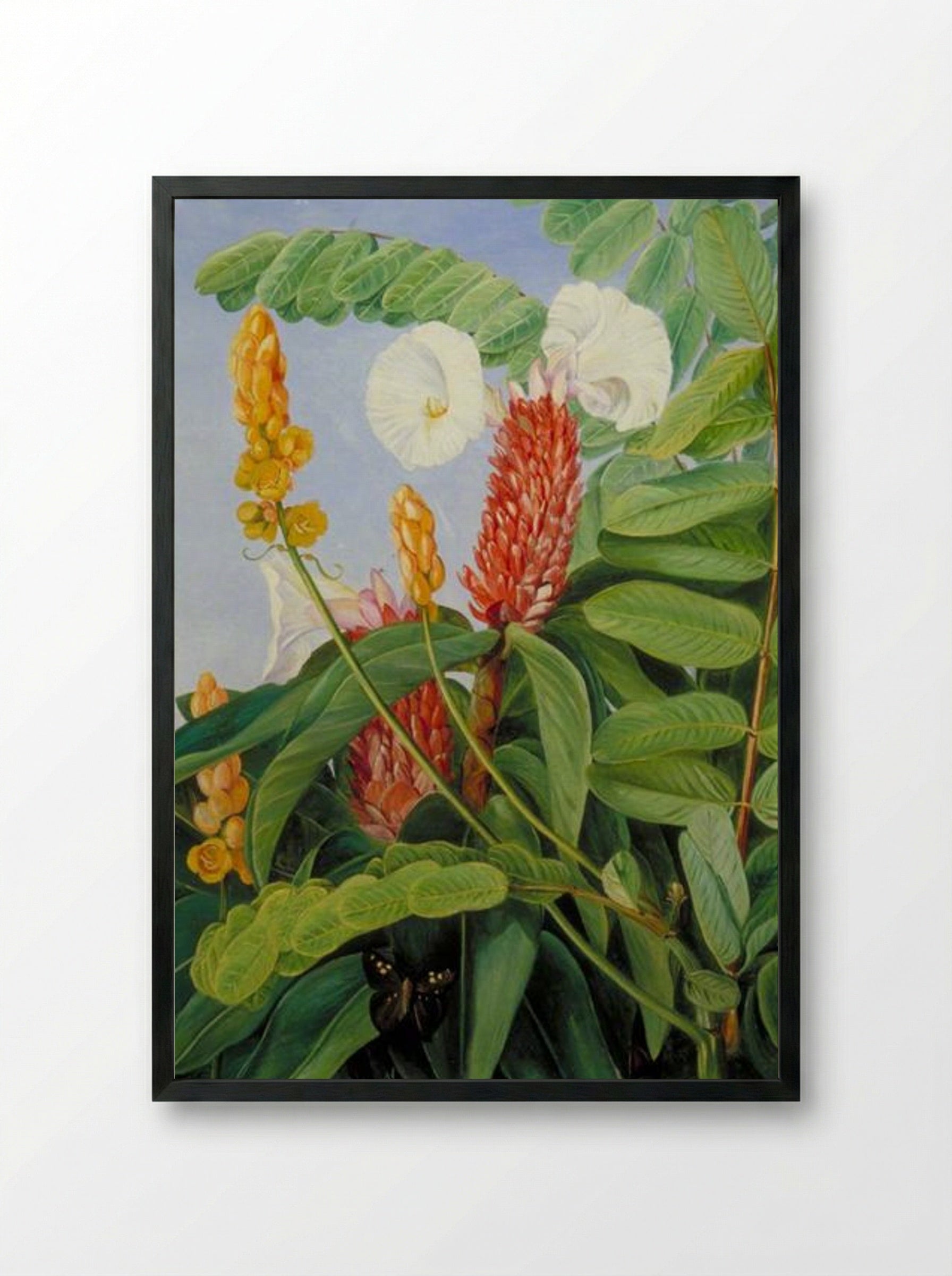 Two Swamp Plants of Java - Marianne North - Framed Print Black