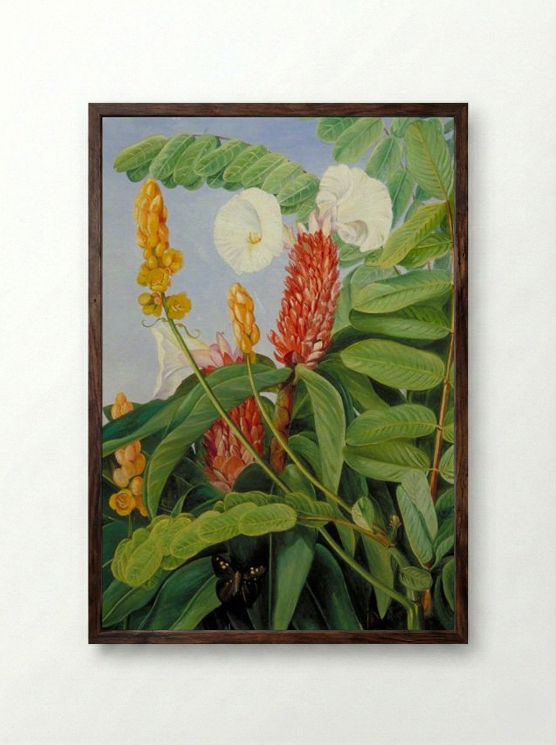 Two Swamp Plants of Java - Marianne North - Framed Print Dark Wood