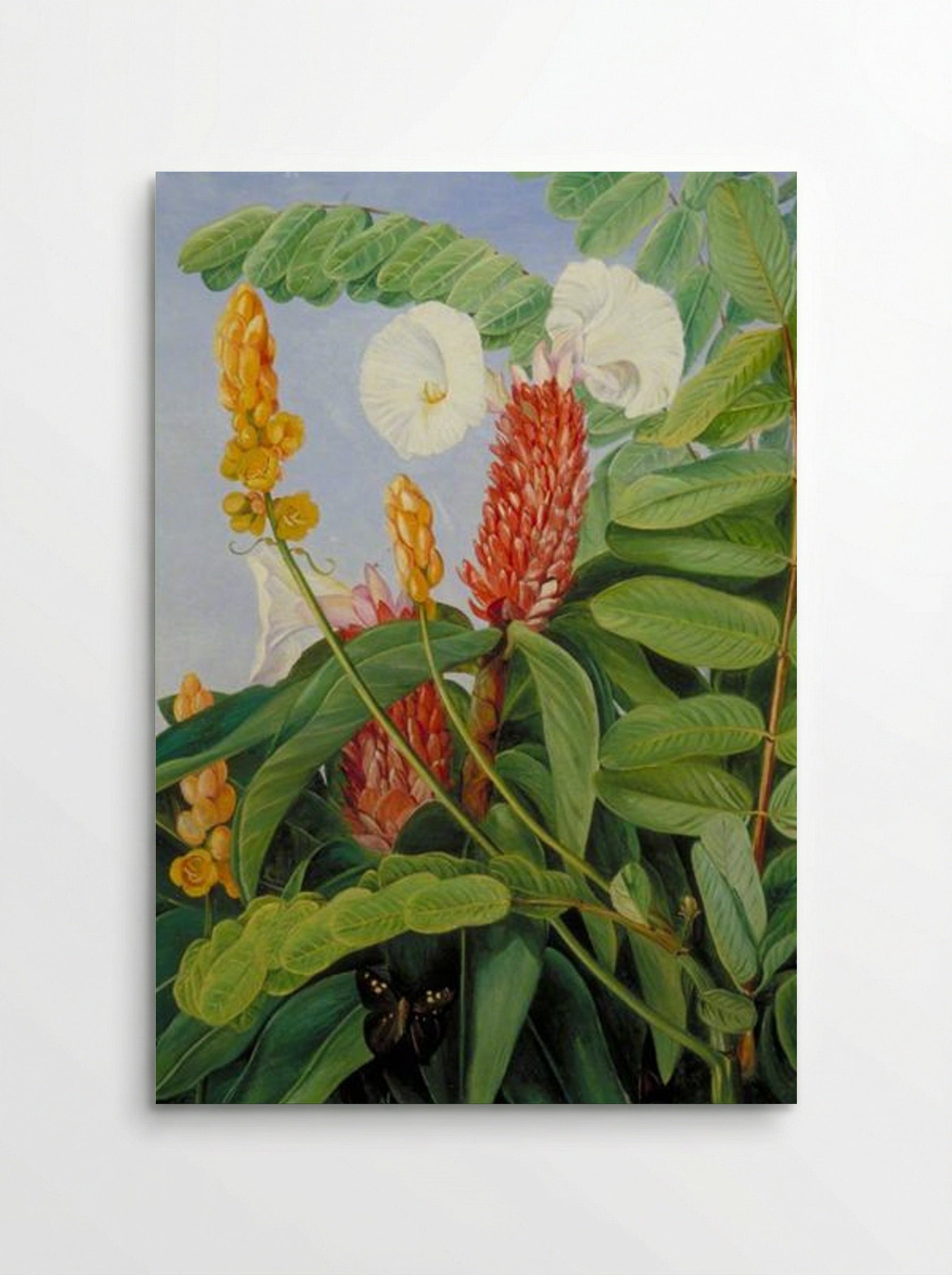 Two Swamp Plants of Java - Marianne North - Poster