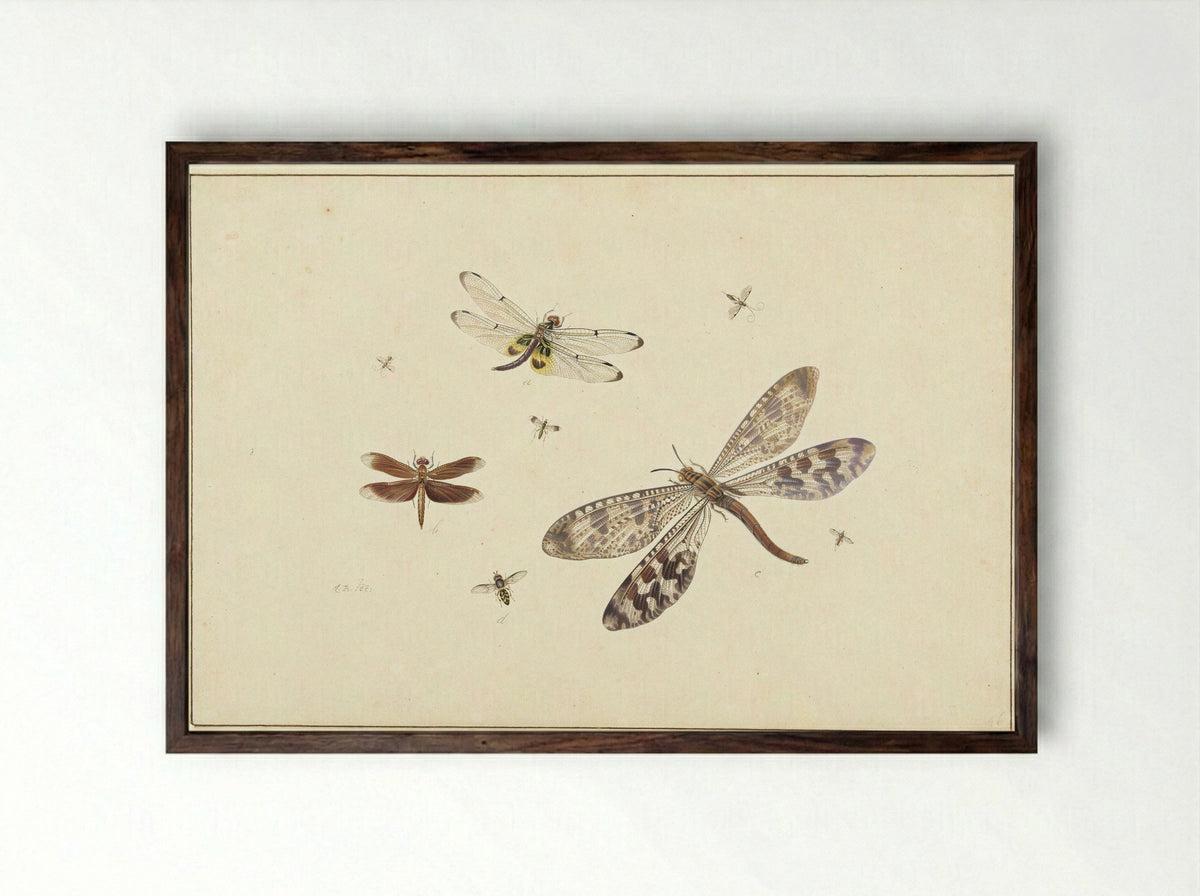 Two dragonflies, an antlion and five smaller insects - Johannes Bronkhorst - Framed Print Dark Wood