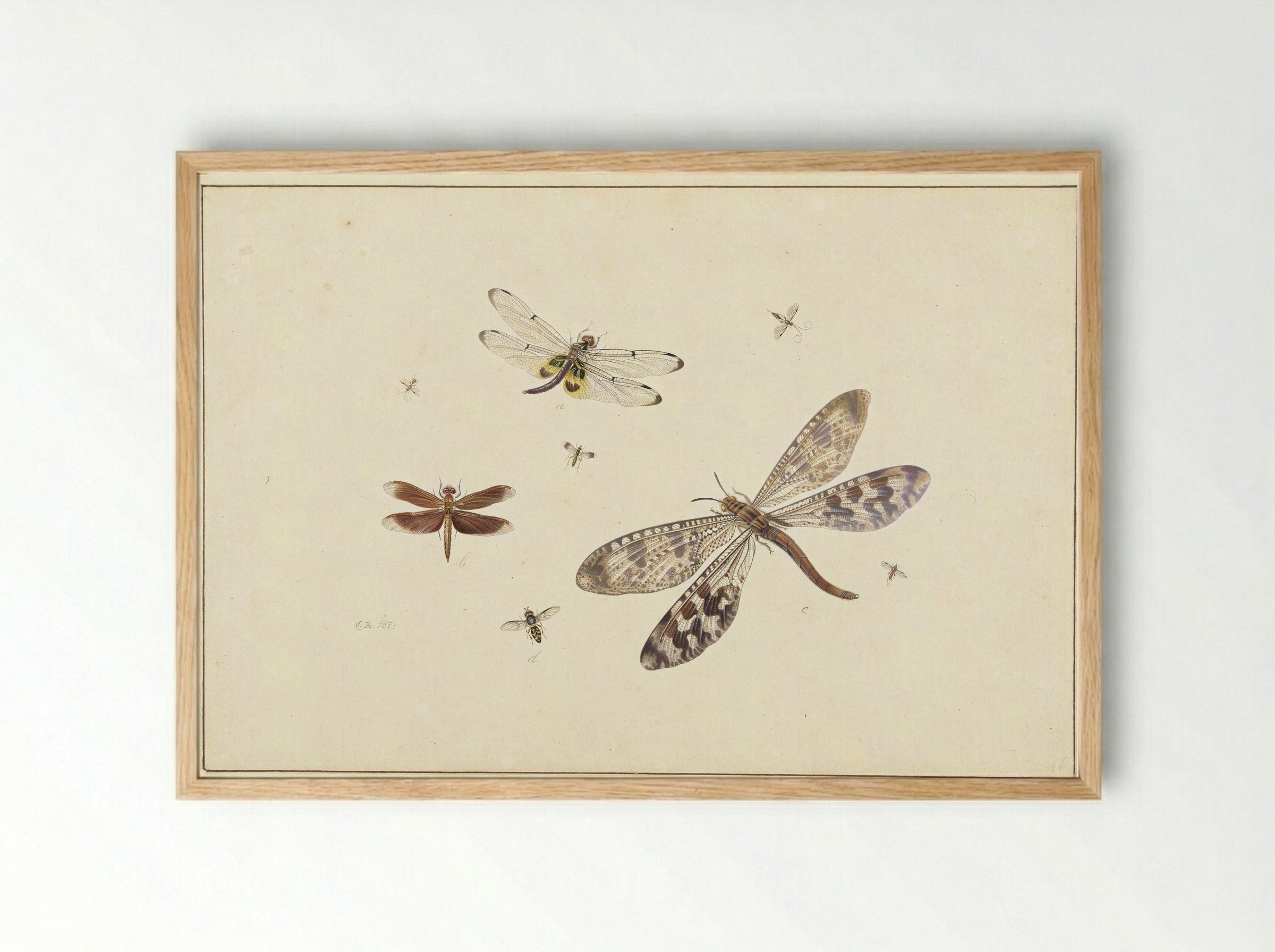 Two dragonflies, an antlion and five smaller insects - Johannes Bronkhorst - Framed Print Wood