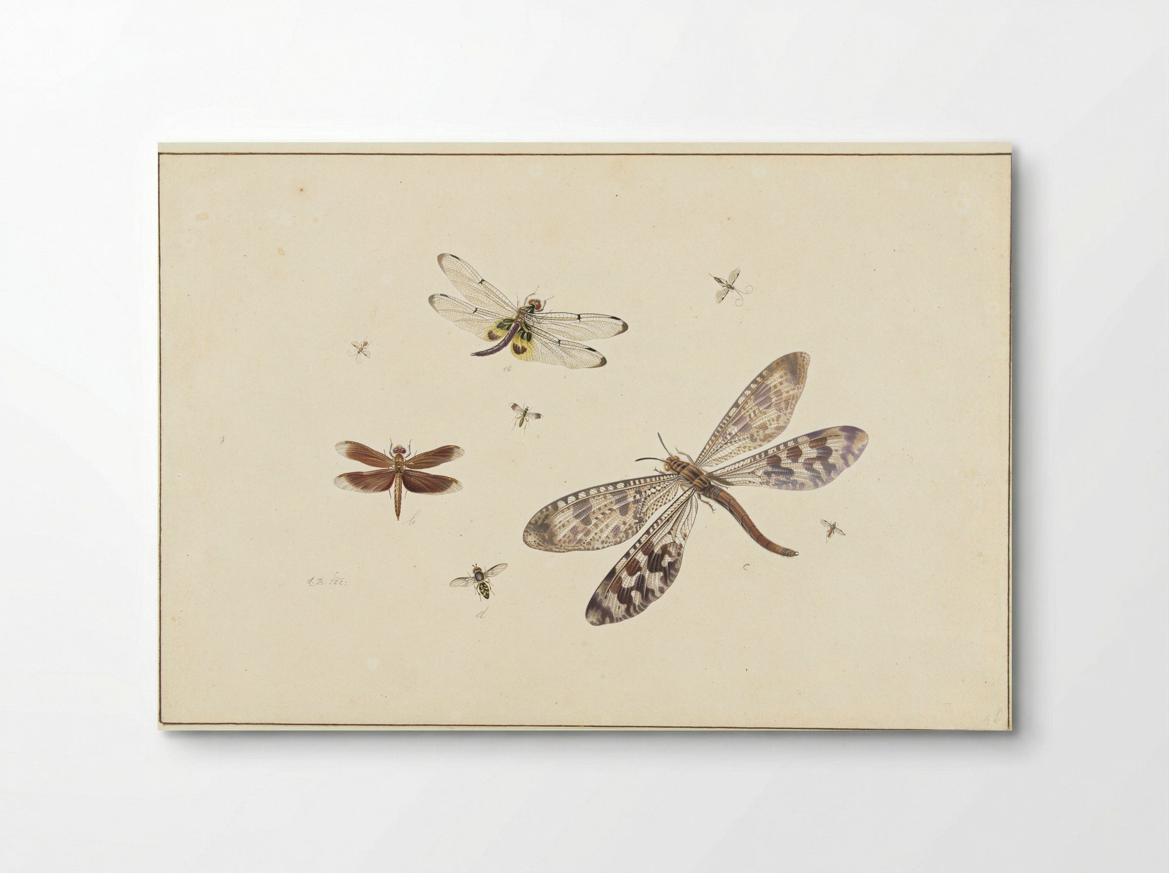 Two dragonflies, an antlion and five smaller insects - Johannes Bronkhorst - Poster