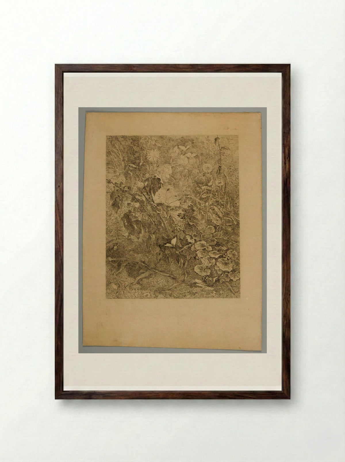 Undergrowth with a Butterfly and a Snail - Karl Bodmer - Framed Print Dark Wood