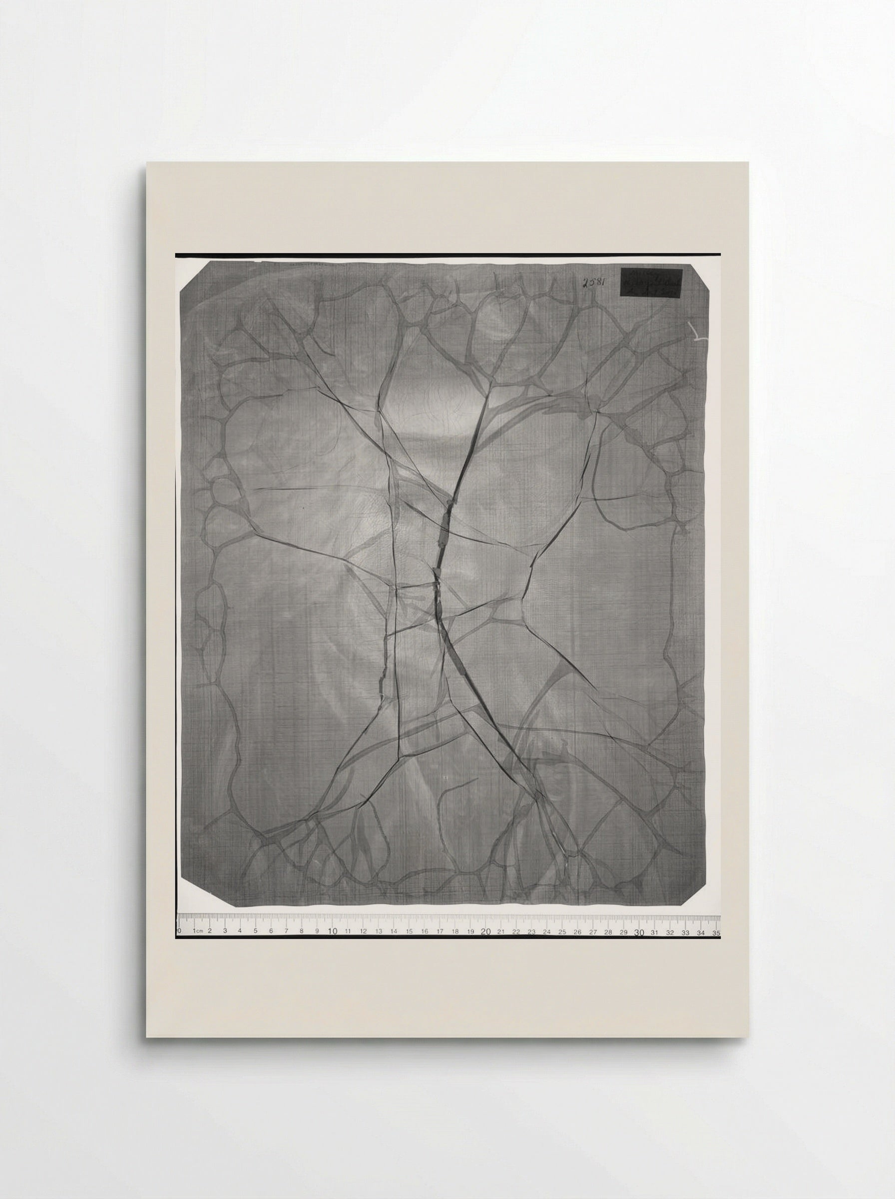 Untitled (X-radiograph of Portrait) - MacKay - Poster