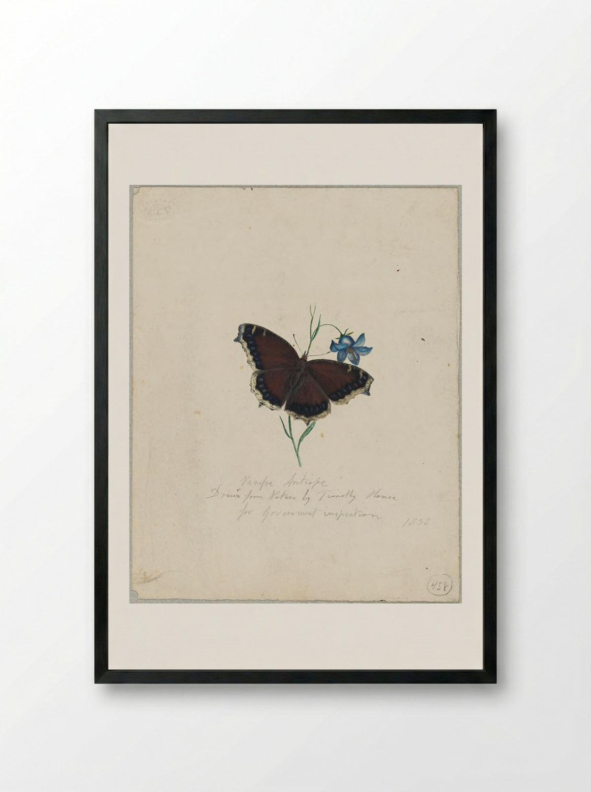 Vanessa antiopa (Mourning Cloak Butterfly) - Timothy House - Framed Print Black