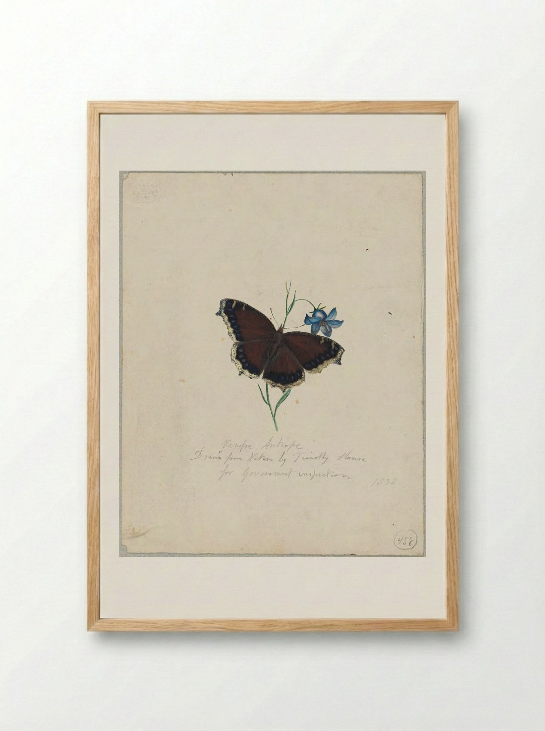 Vanessa antiopa (Mourning Cloak Butterfly) - Timothy House - Framed Print Wood