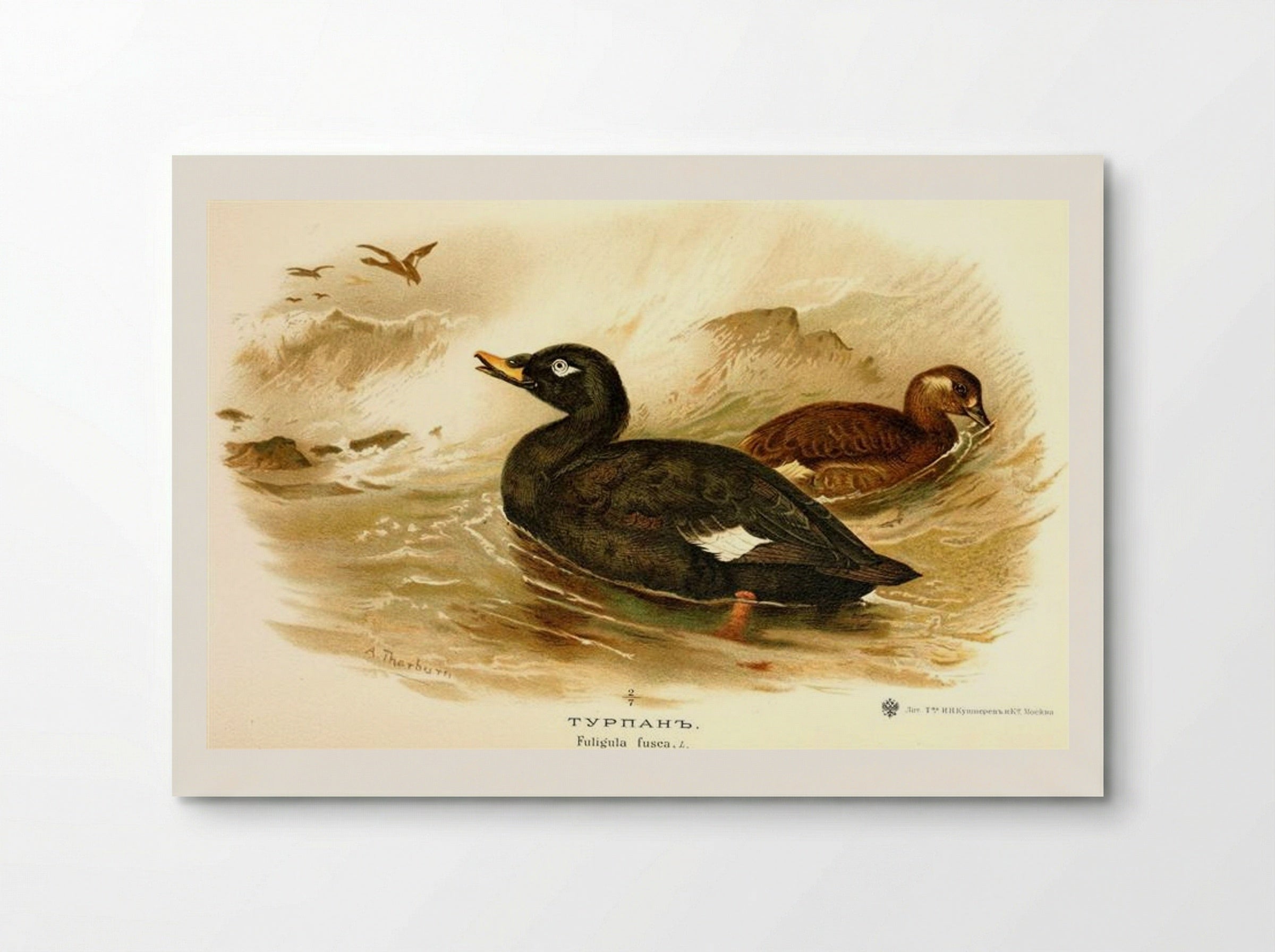 Velvet Scoter - Archibald Thorburn - Poster