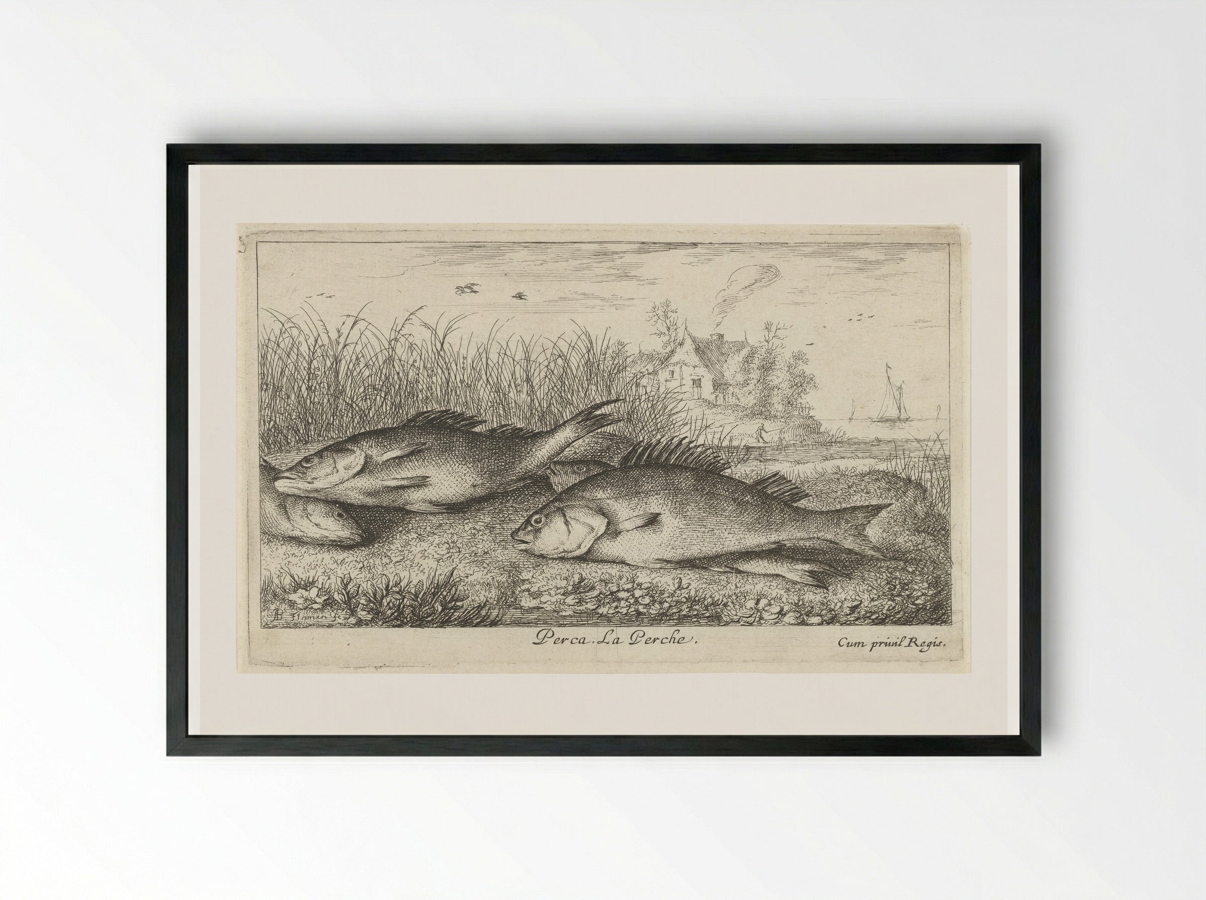 Vier baarzen op een rivieroever - Jacques van Merlen - Framed Print Black