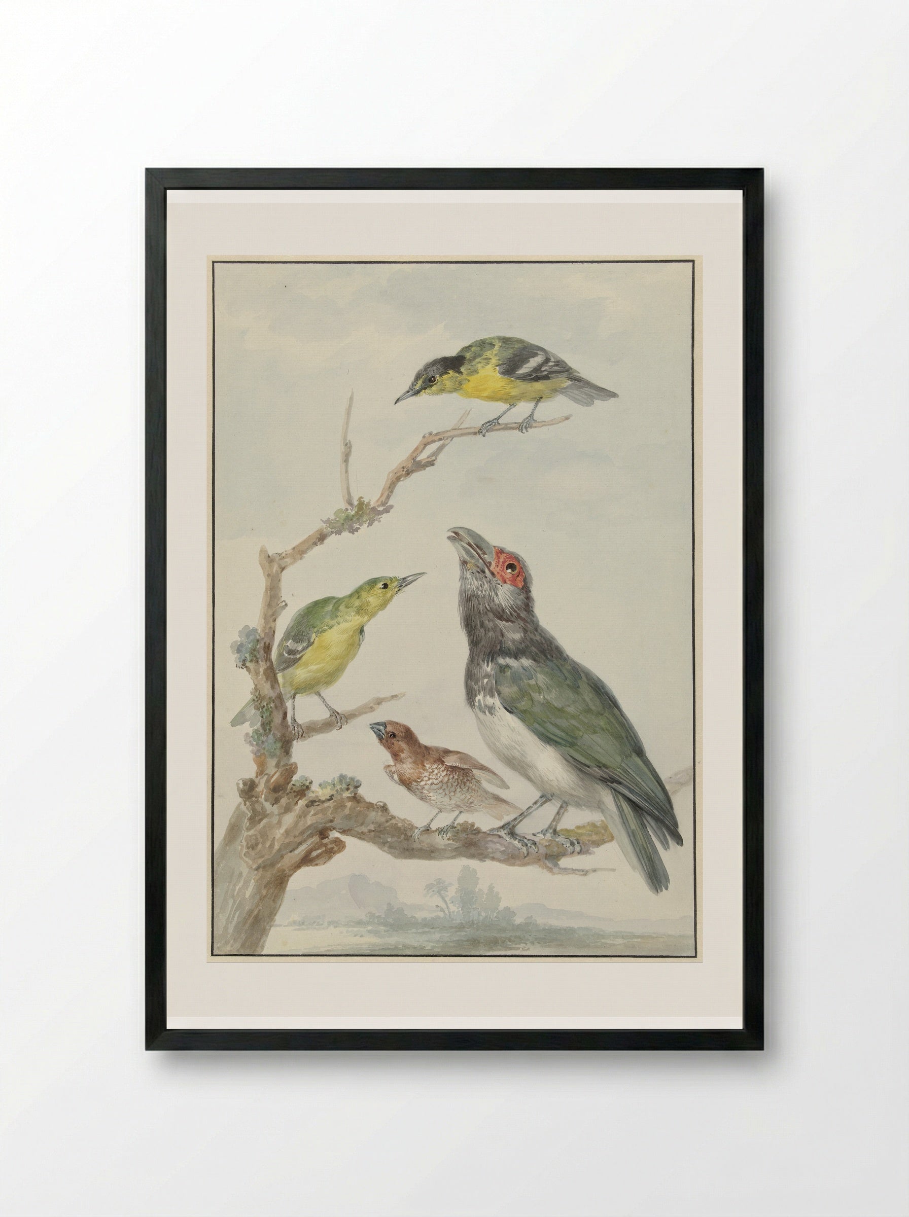 Vier verschillende vogels op een tak - Aert Schouman - Framed Print Black