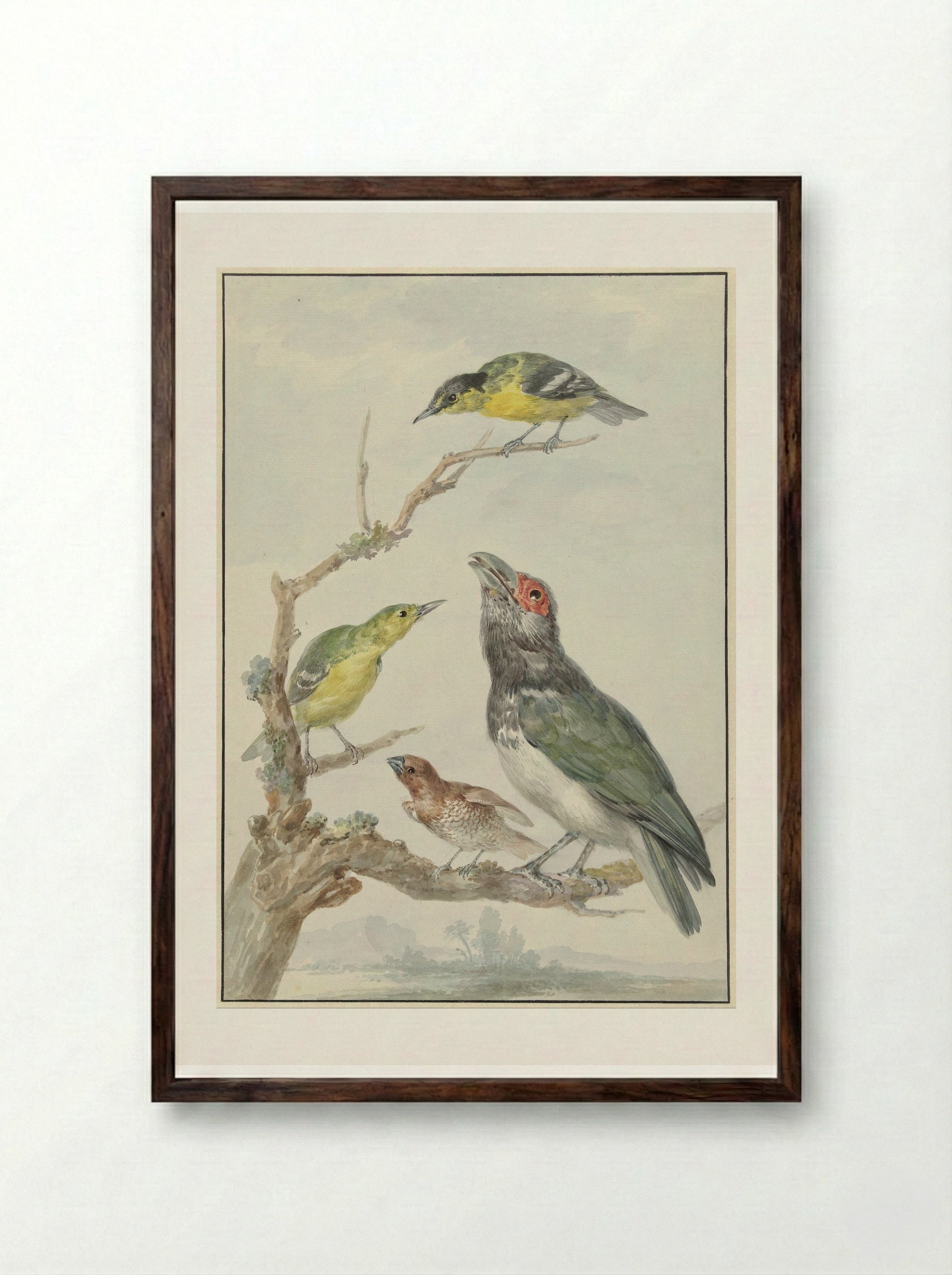 Vier verschillende vogels op een tak - Aert Schouman - Framed Print Dark Wood