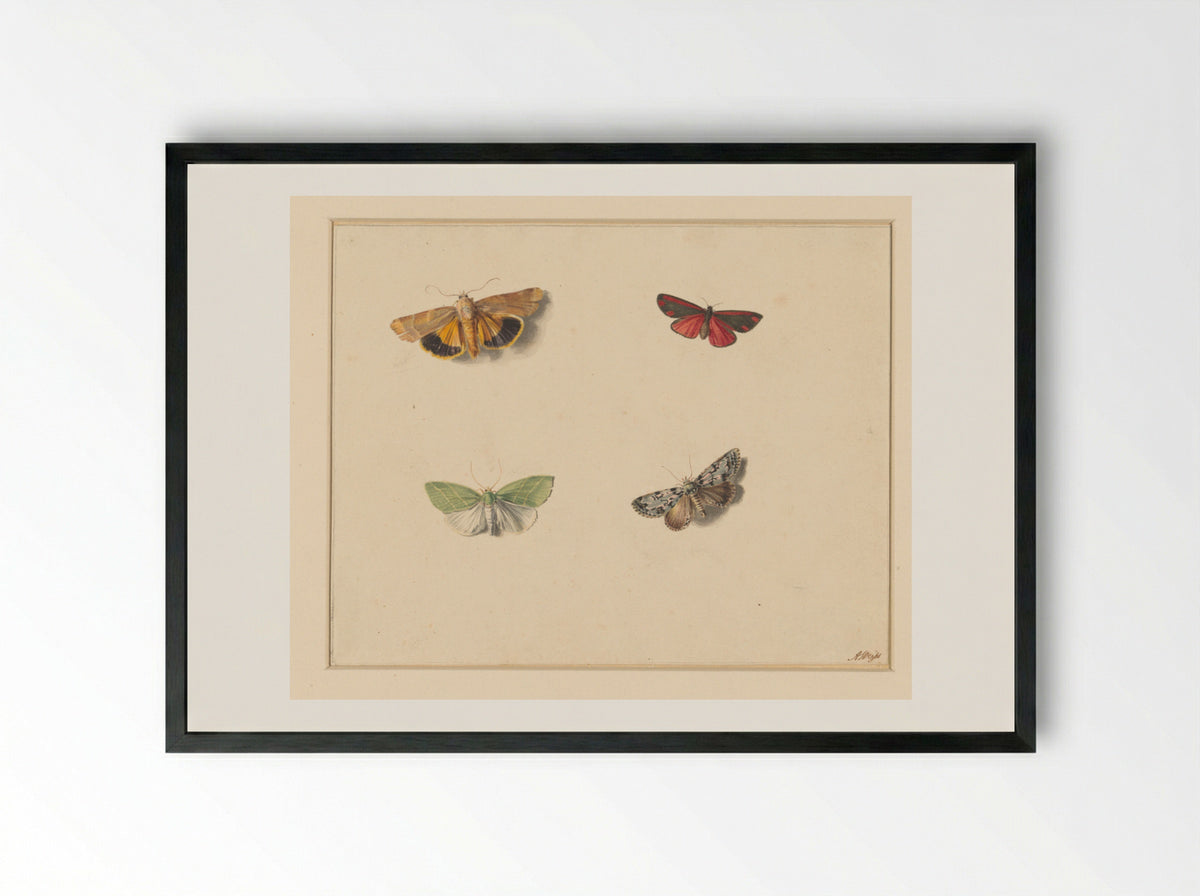 Vier vlinders (Four Butterflies) - Anton Weiss - Framed Print Black