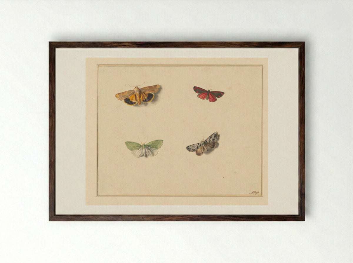 Vier vlinders (Four Butterflies) - Anton Weiss - Framed Print Dark Wood