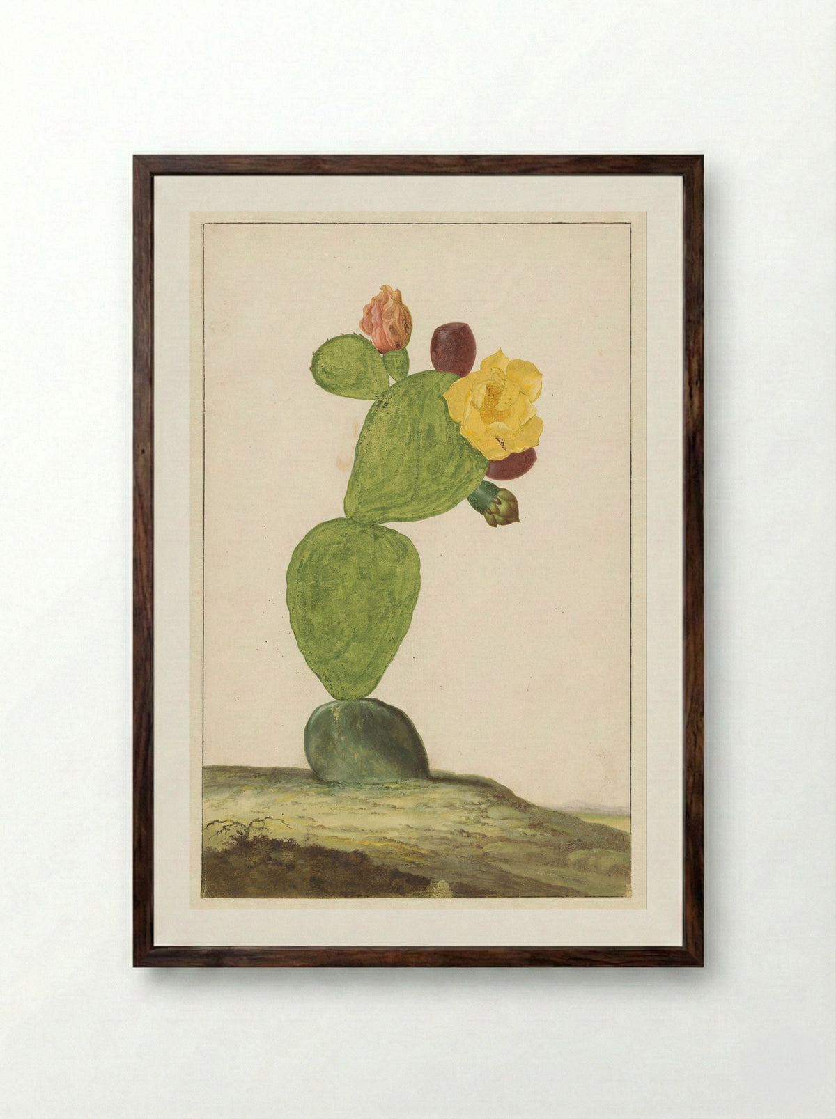Vijgcactus in bloei - Willem de Heer - Framed Print Dark Wood