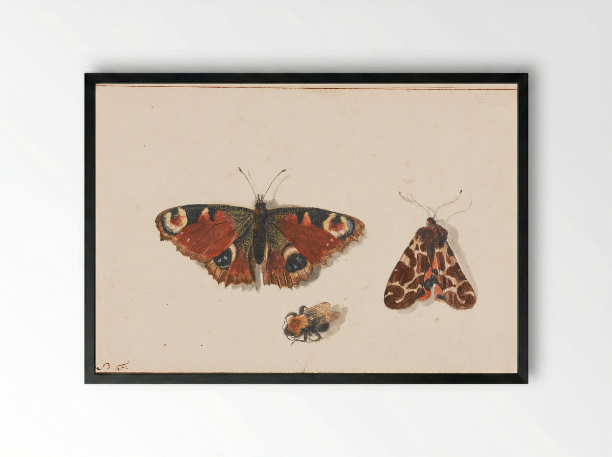 Vlinder, nachtvlinder en hommel - Johannes Bronkhorst - Framed Print Black
