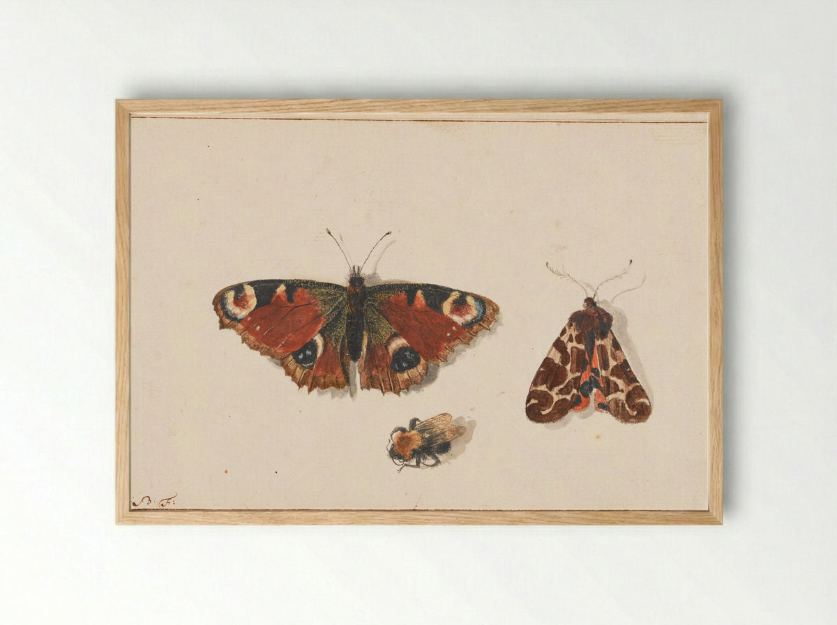 Vlinder, nachtvlinder en hommel - Johannes Bronkhorst - Framed Print Wood