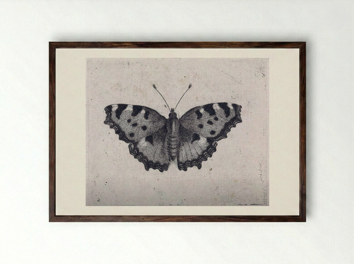 Vlinder - Pieter Lyonet - Framed Print Dark Wood