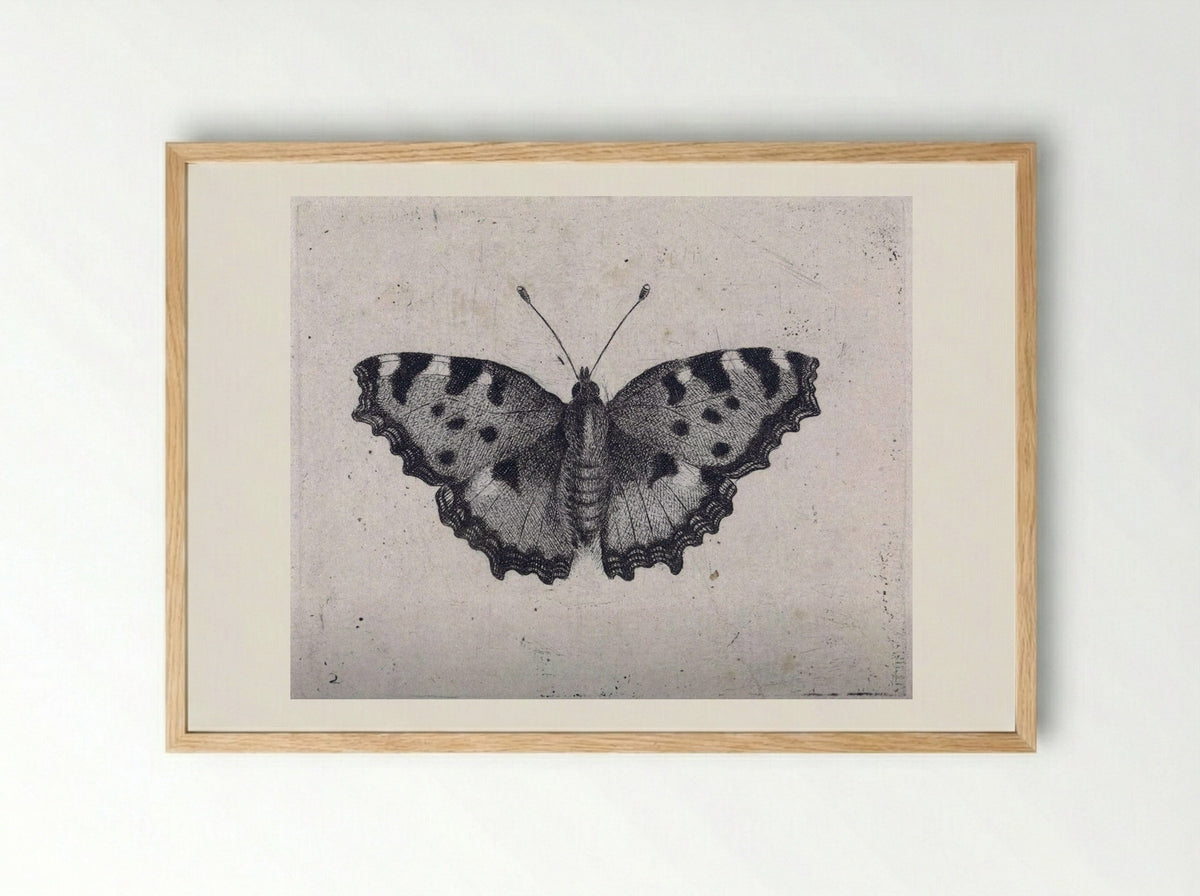 Vlinder - Pieter Lyonet - Framed Print Wood