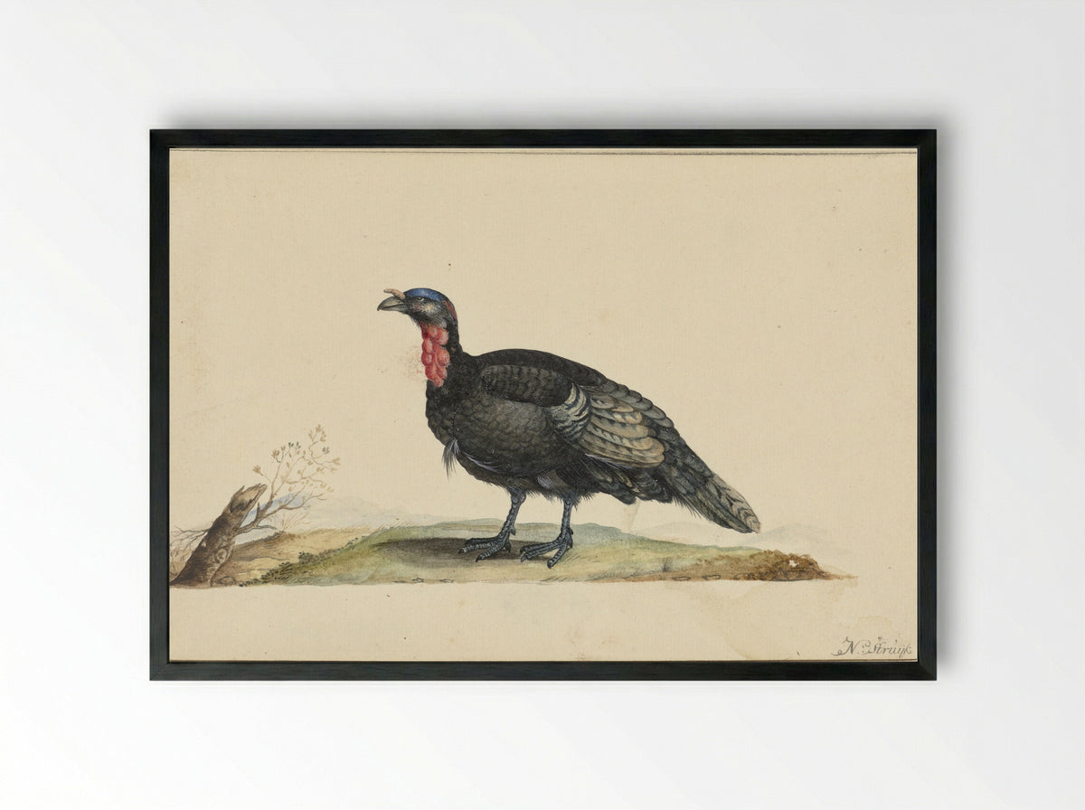 Vogel met zwarte veren en een rode krop - Nicolaas Struyk - Framed Print Black