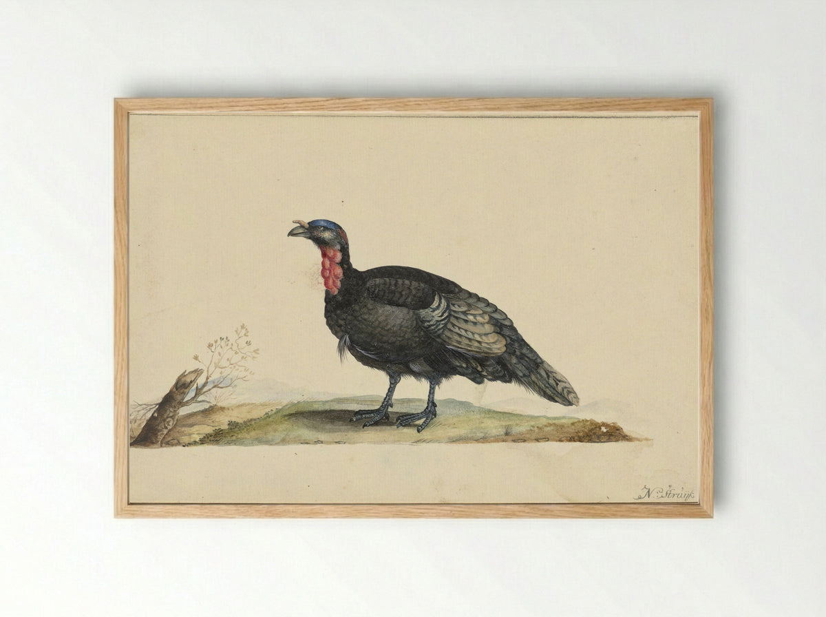 Vogel met zwarte veren en een rode krop - Nicolaas Struyk - Framed Print Wood