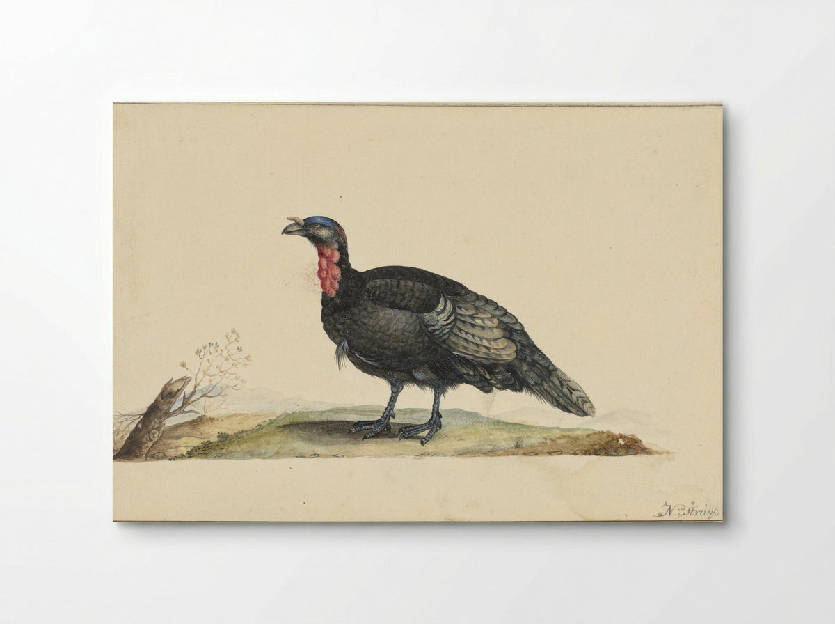 Vogel met zwarte veren en een rode krop - Nicolaas Struyk - Poster