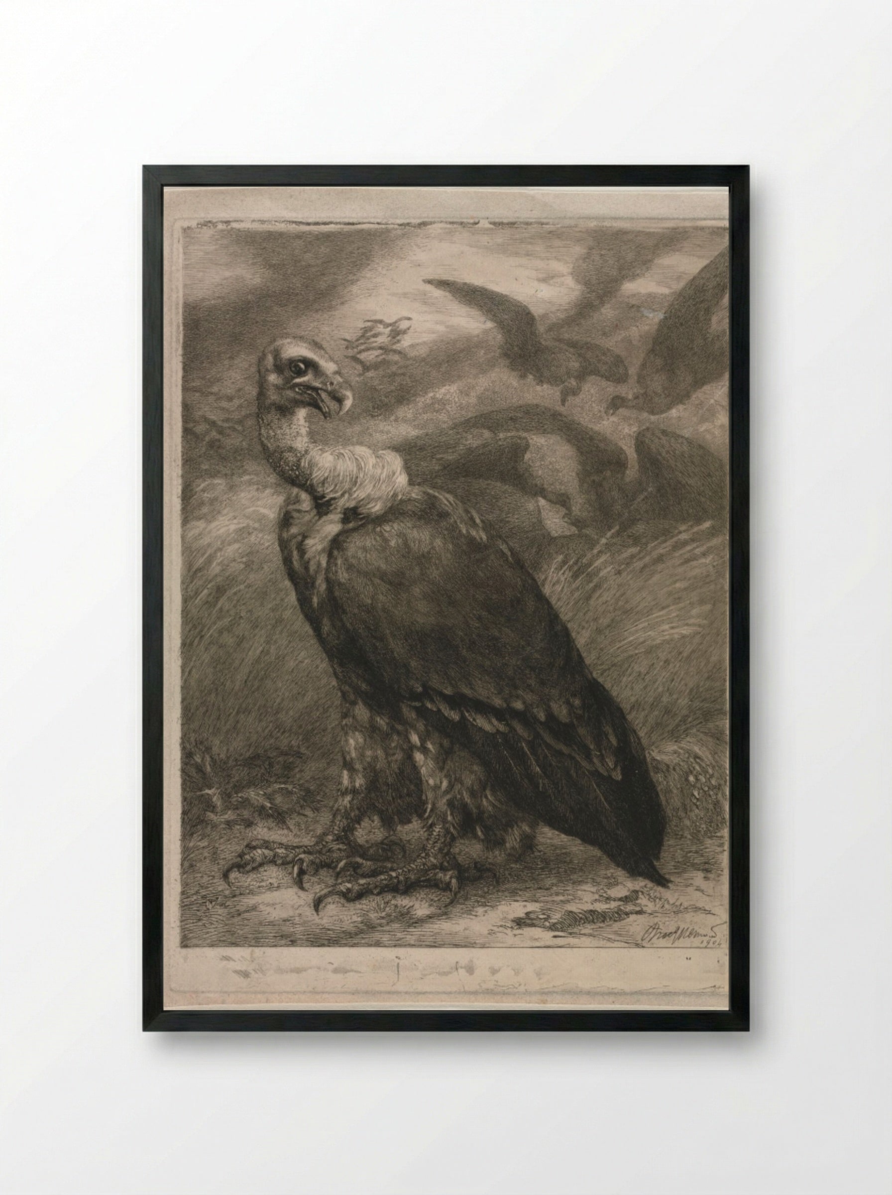 Vulture - Félix Bracquemond - Framed Print Black