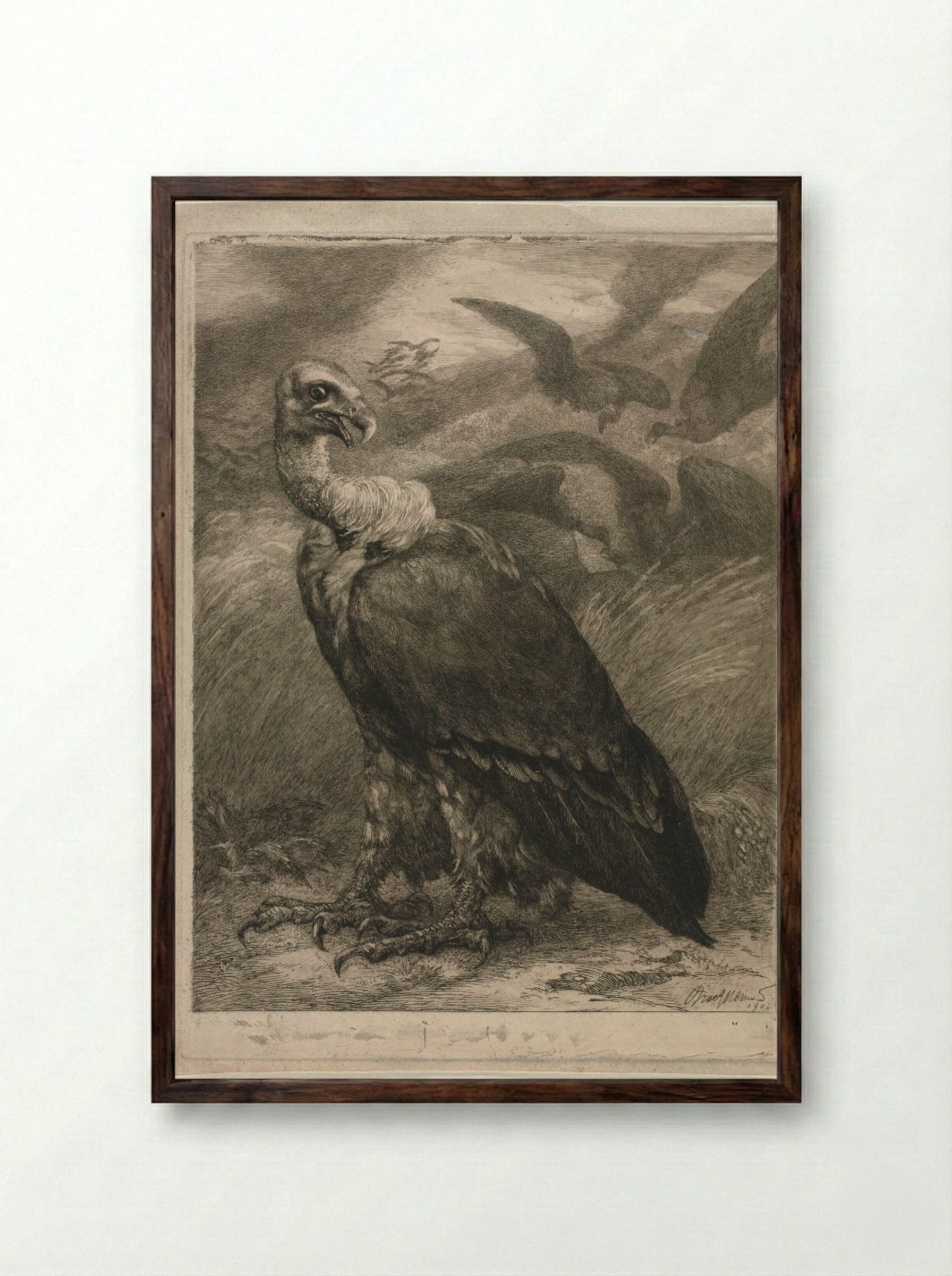 Vulture - Félix Bracquemond - Framed Print Dark Wood