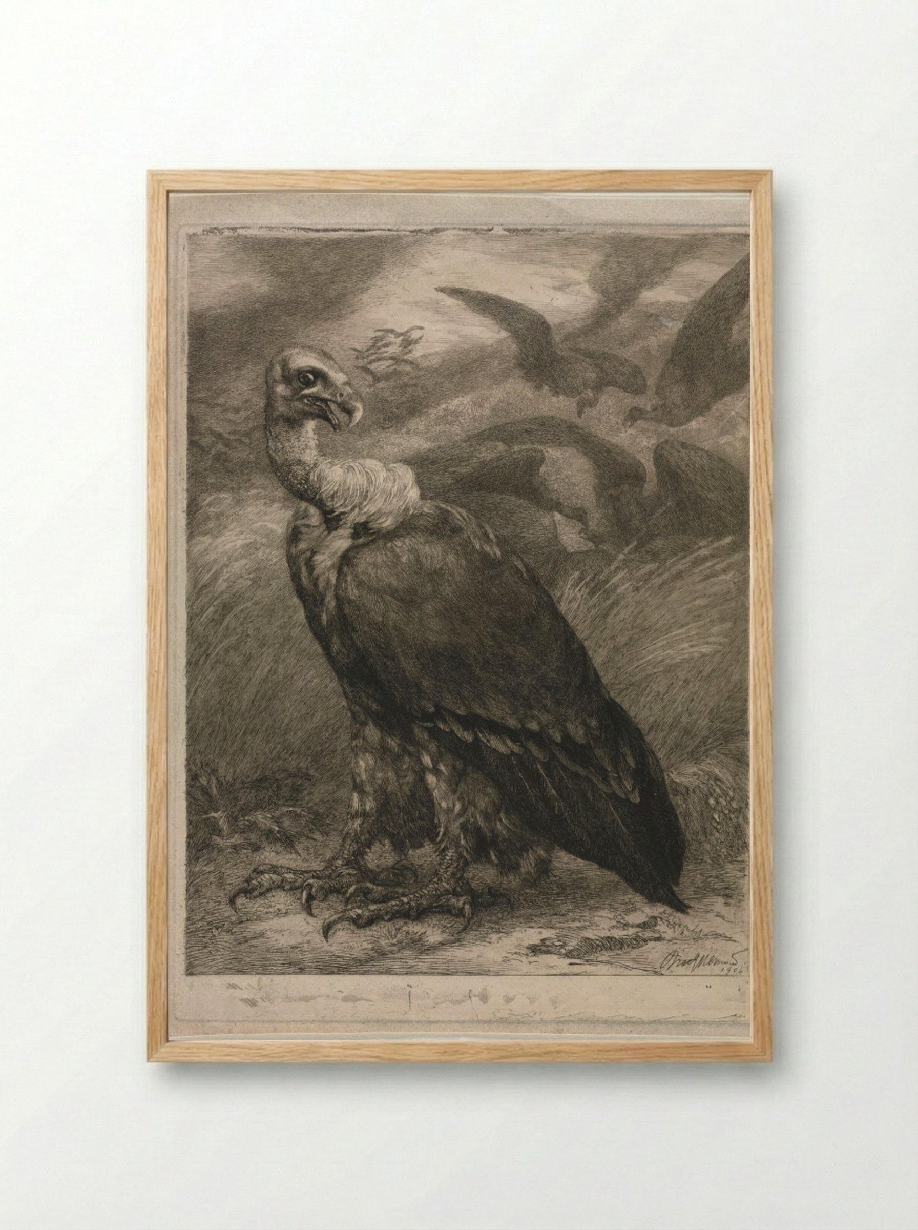 Vulture - Félix Bracquemond - Framed Print Wood