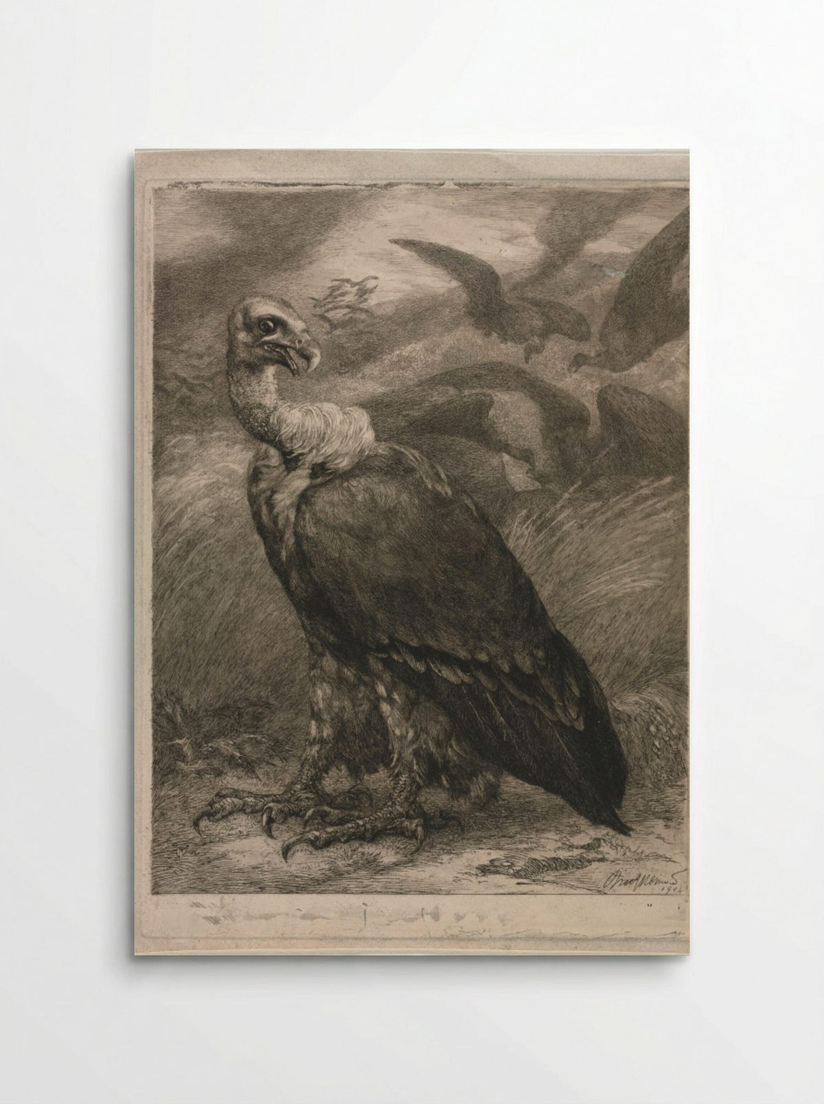 Vulture - Félix Bracquemond - Poster