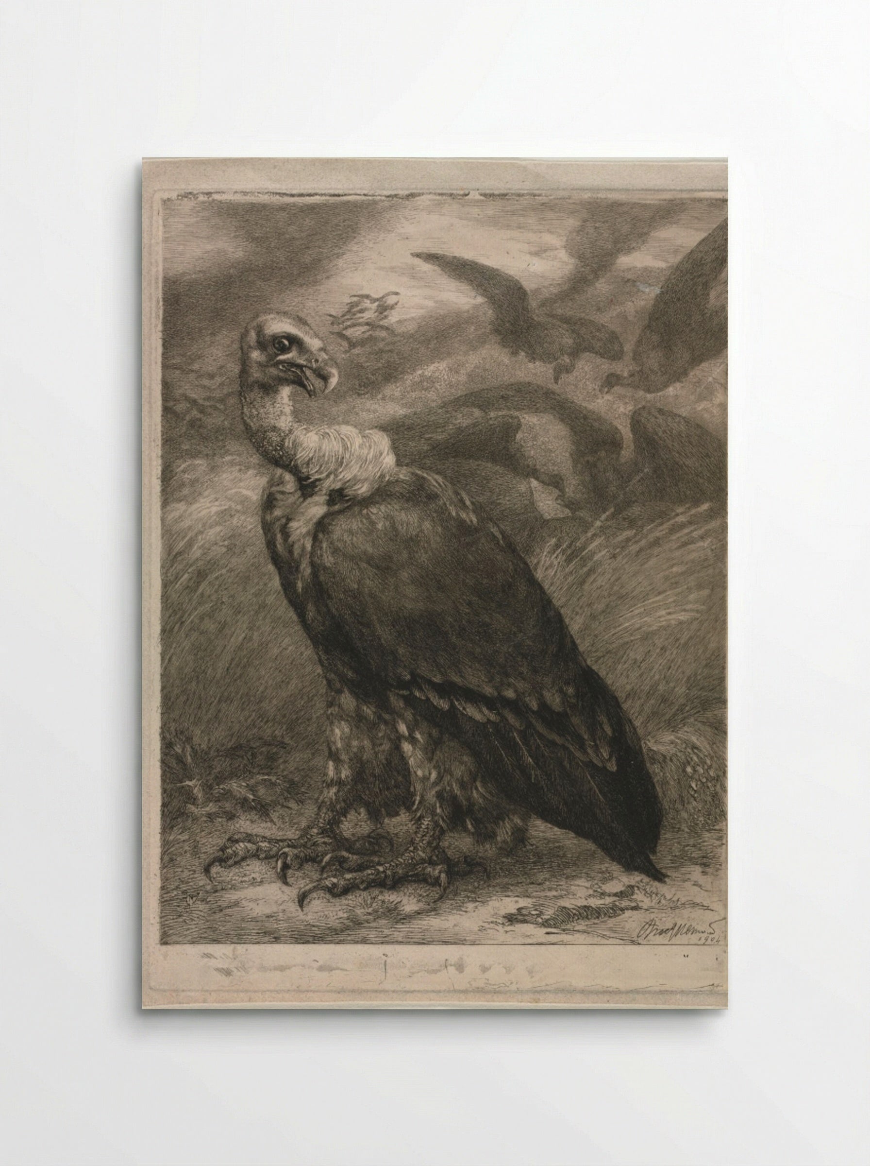 Vulture - Félix Bracquemond - Poster