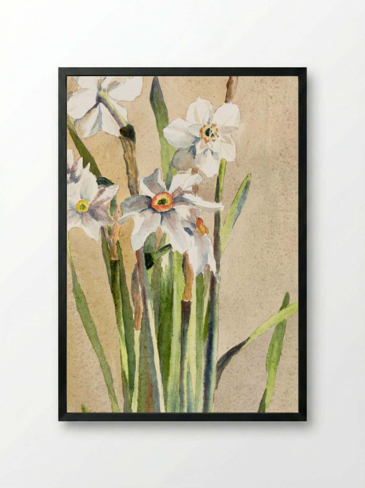 White Narcissus with Gray Accents (1915) - Hannah Borger Overbeck - Framed Print Black