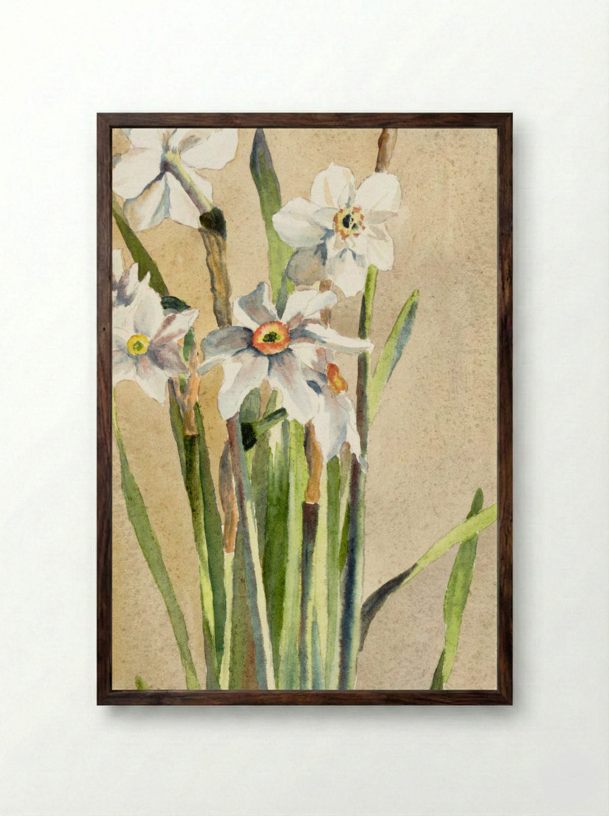 White Narcissus with Gray Accents (1915) - Hannah Borger Overbeck - Framed Print Dark Wood