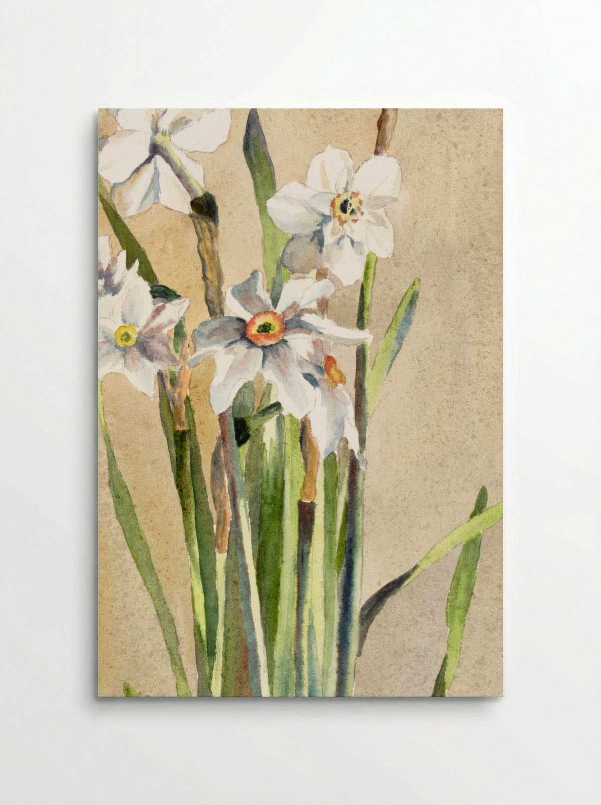 White Narcissus with Gray Accents (1915) - Hannah Borger Overbeck - Poster