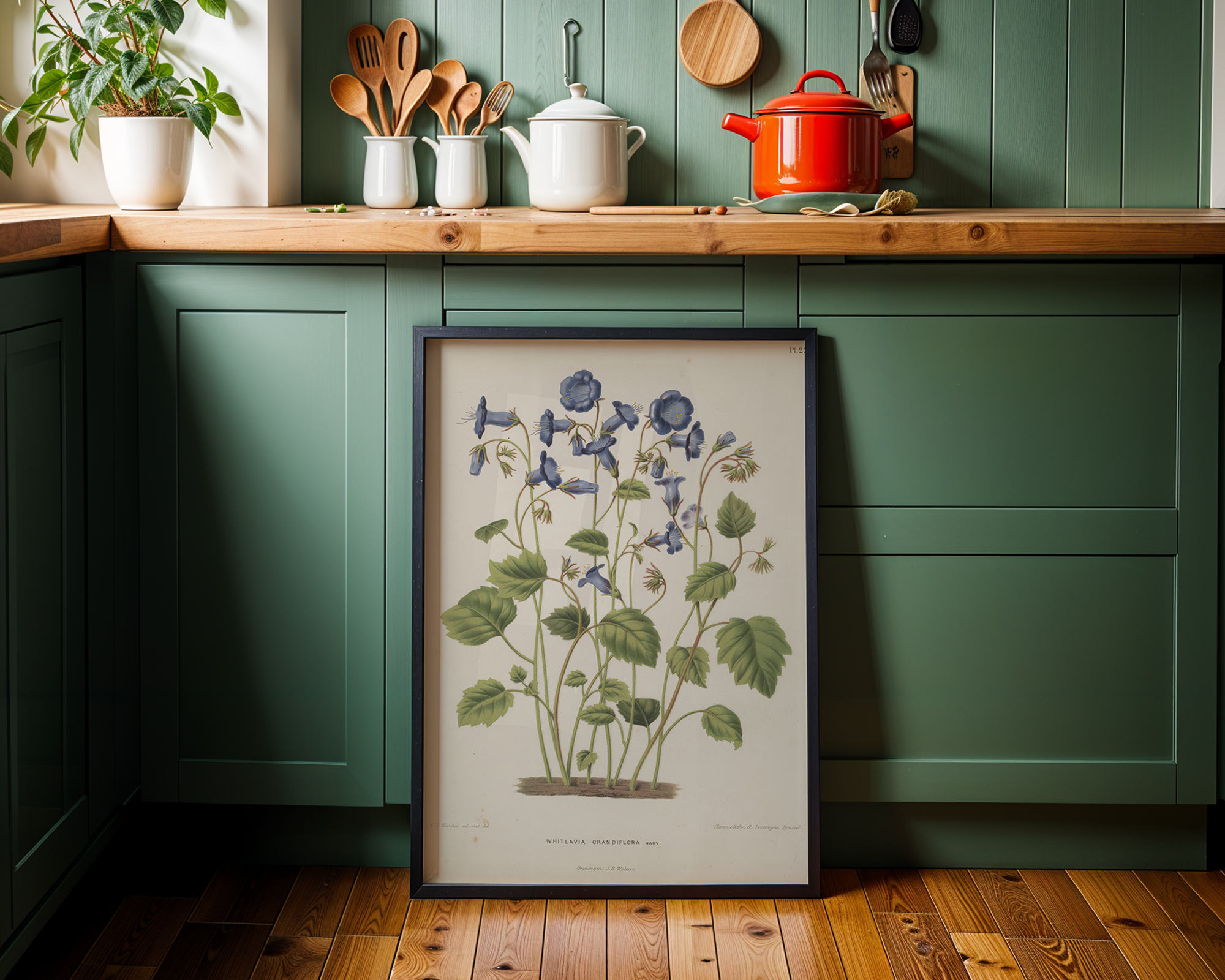 Whitlavia-grandiflora-Harvey_hq mockup