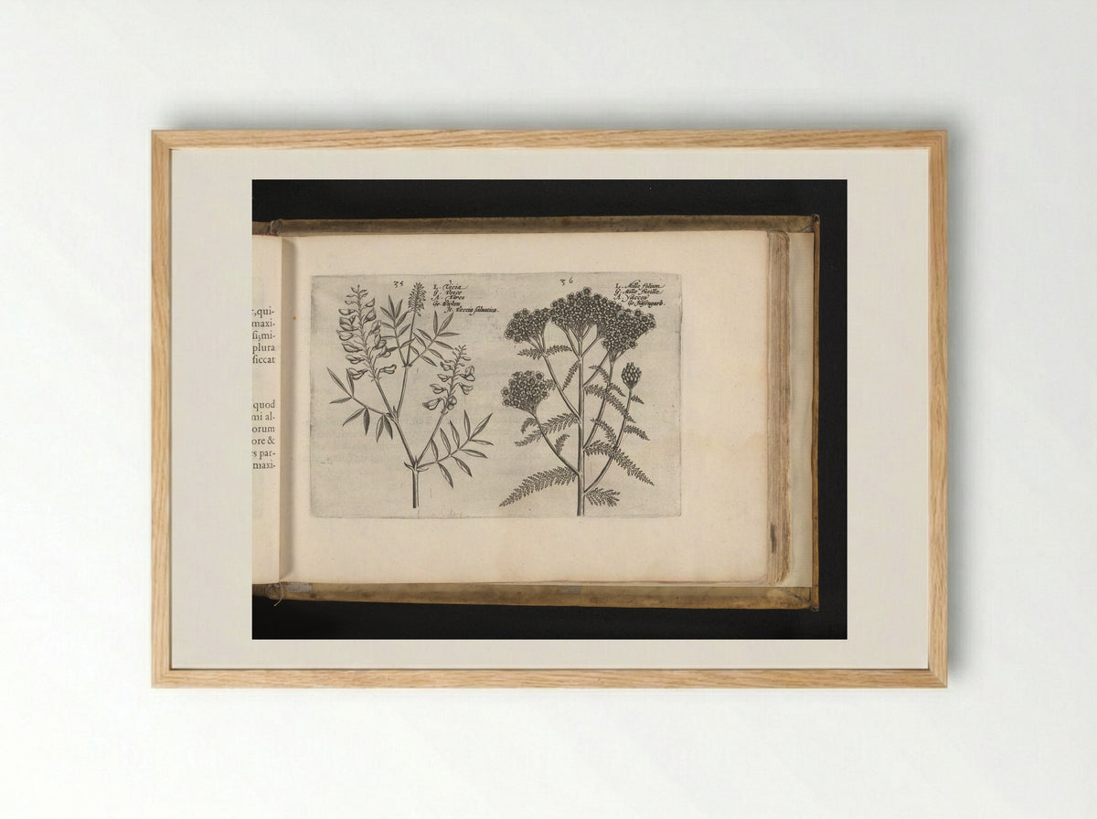 Wikke en duizendblad - Johannes Janssonius - Framed Print Wood