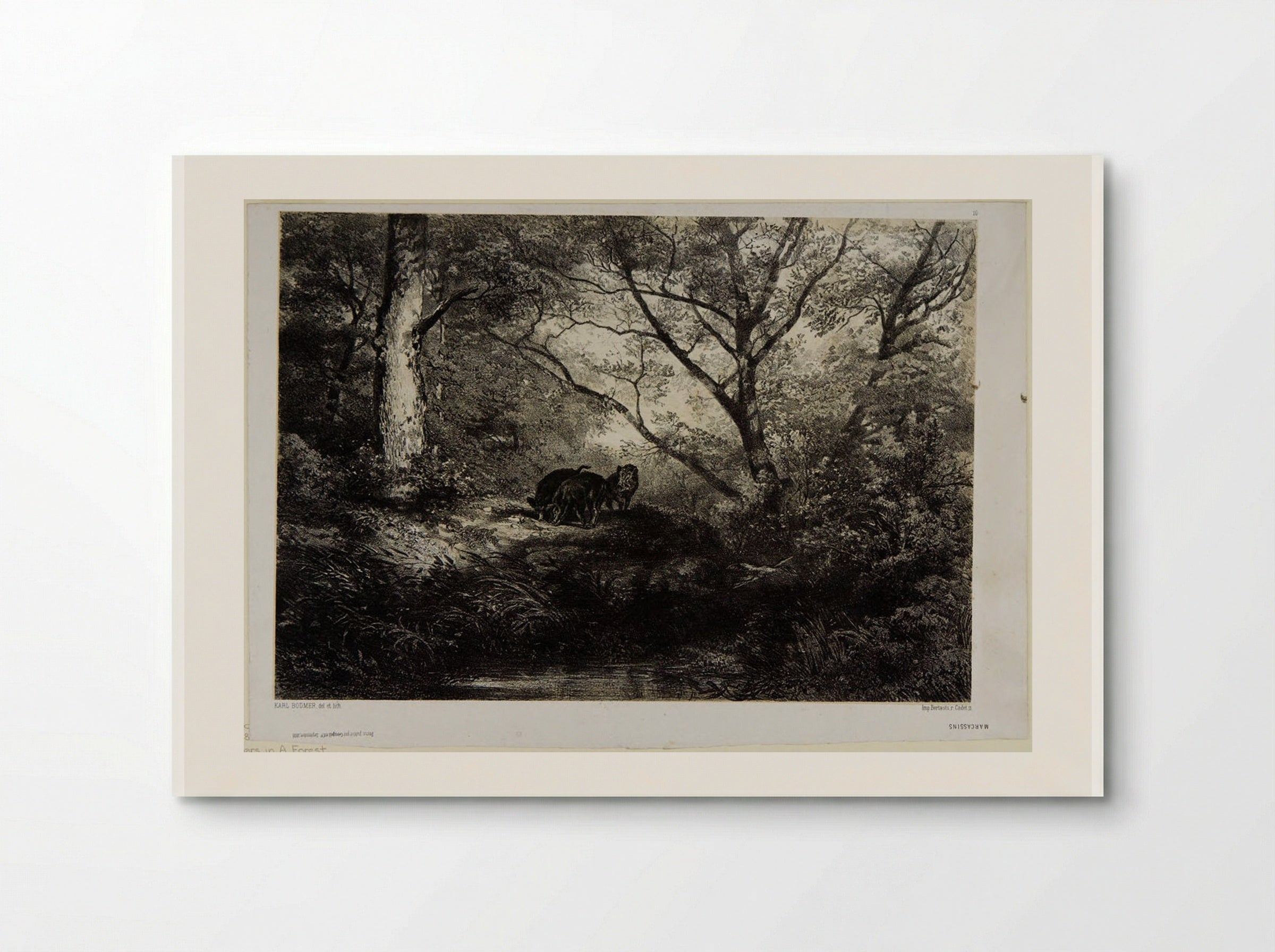 Wild Boars in a Forest - Karl Bodmer - Poster