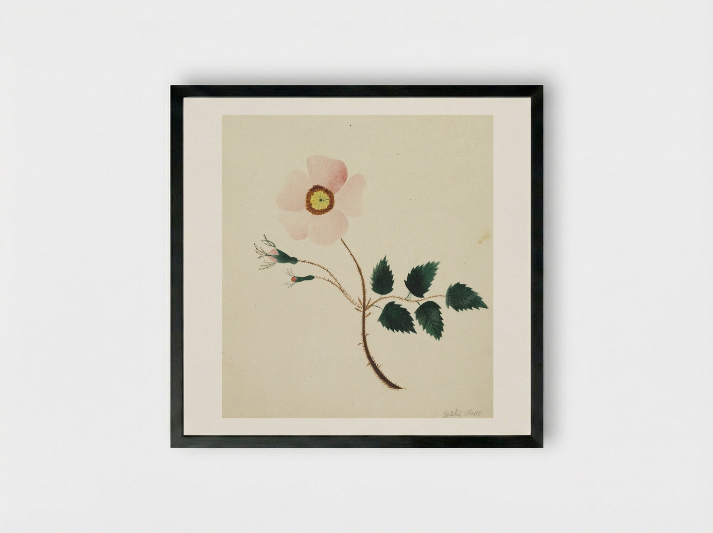 Wild Rose - Mary Altha Nims - Framed Print Black