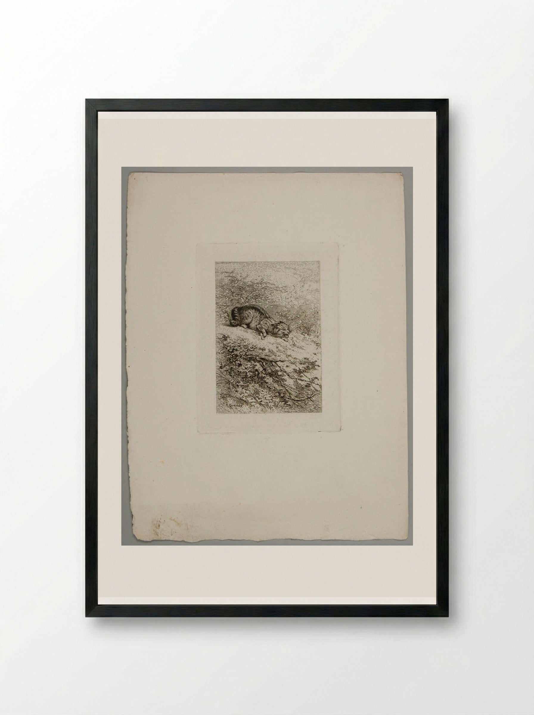 Wildcat - Karl Bodmer - Framed Print Black