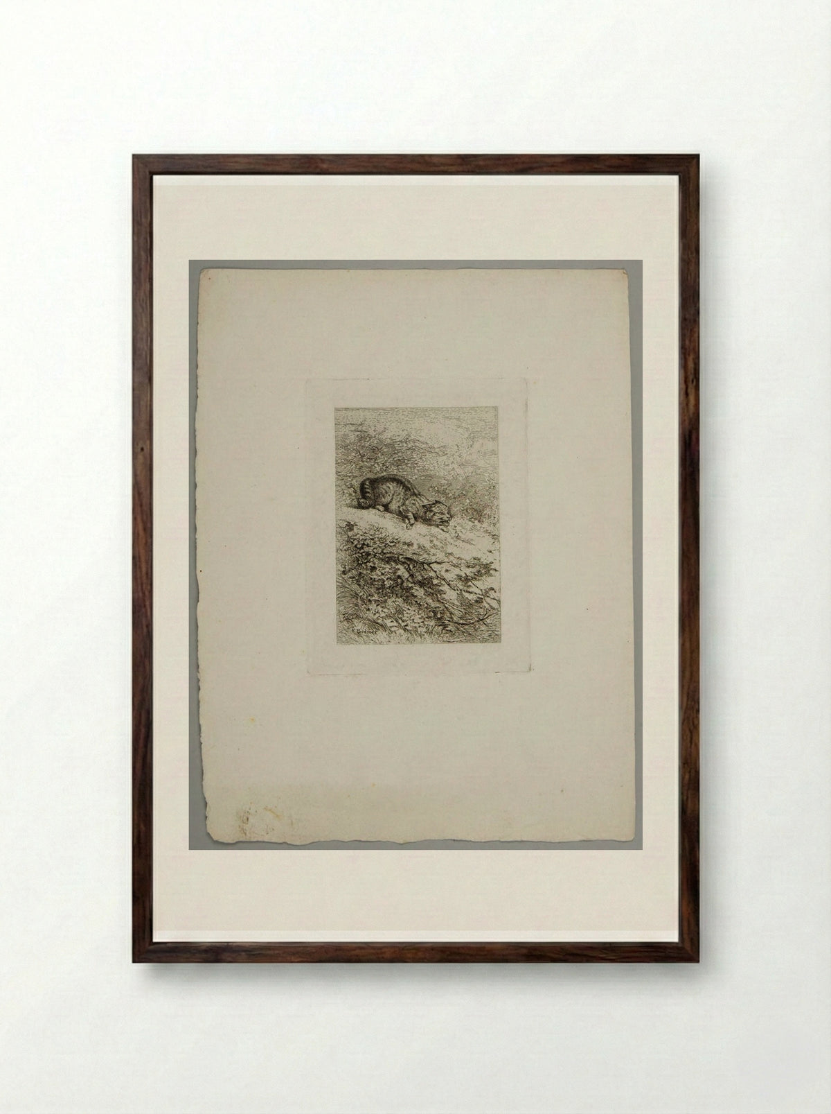 Wildcat - Karl Bodmer - Framed Print Dark Wood