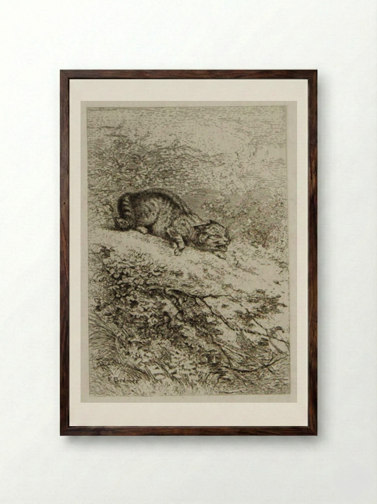 Wildcat - Karl Bodmer - Framed Print Dark Wood