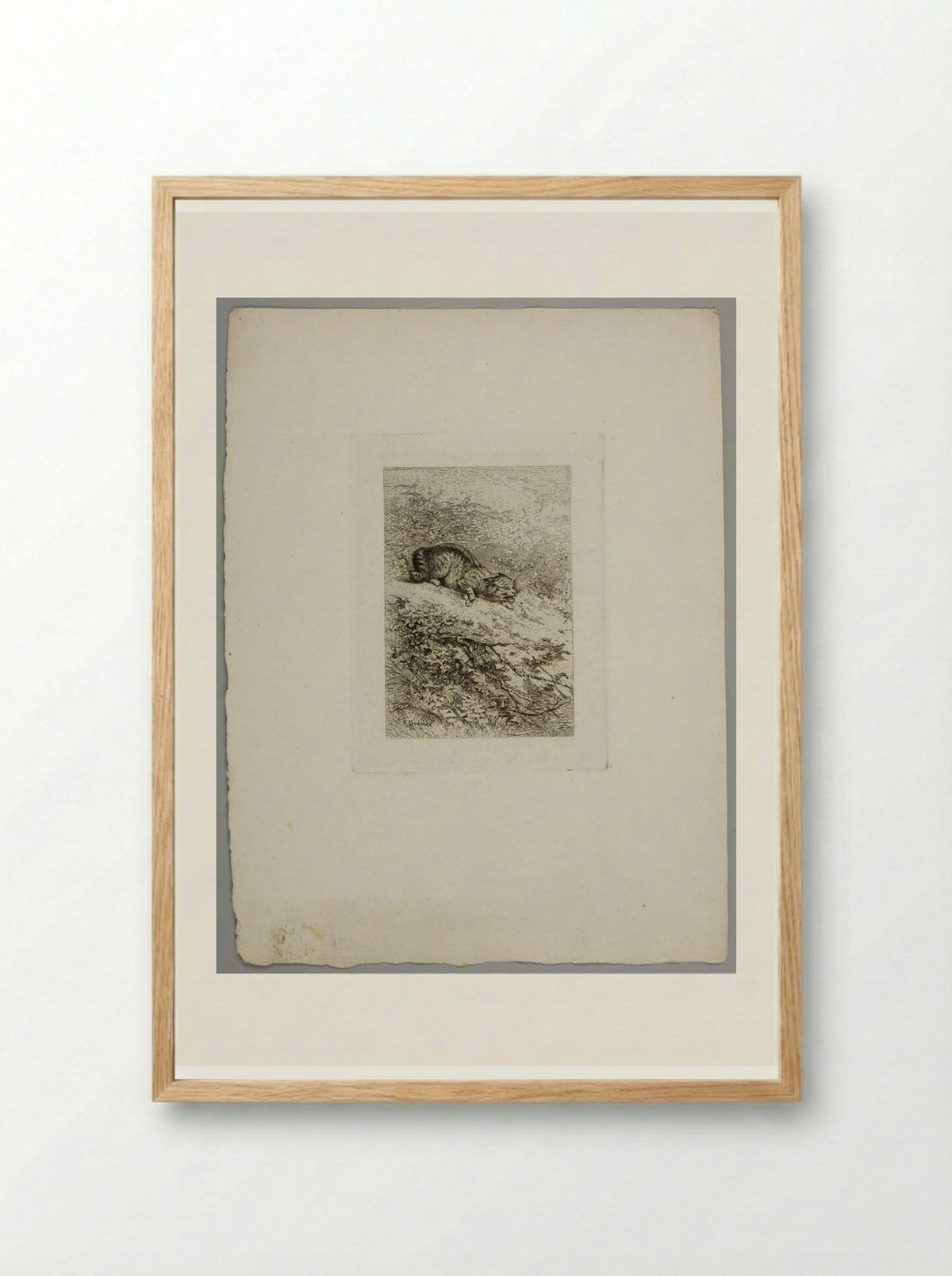 Wildcat - Karl Bodmer - Framed Print Wood