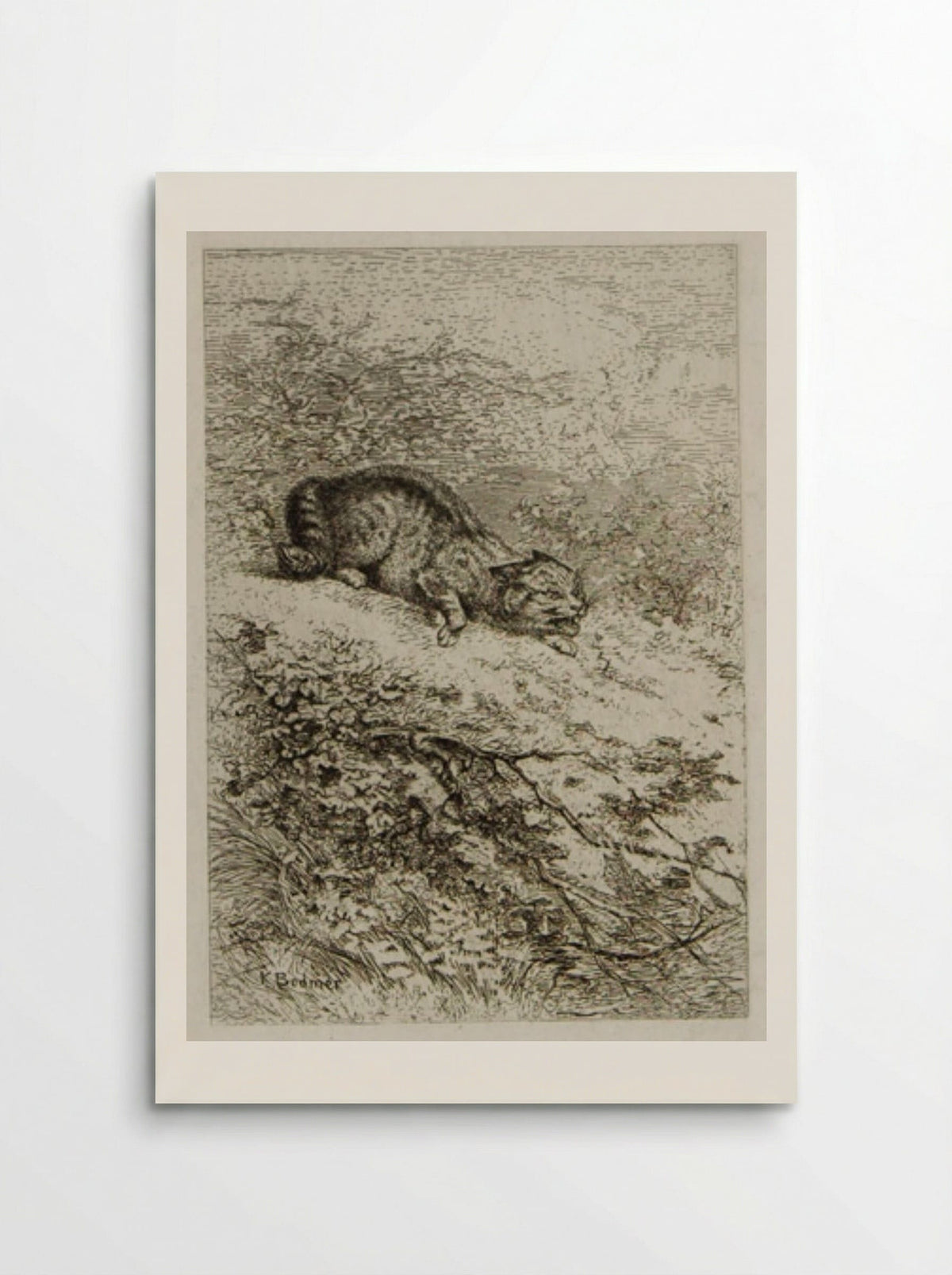Wildcat - Karl Bodmer - Poster