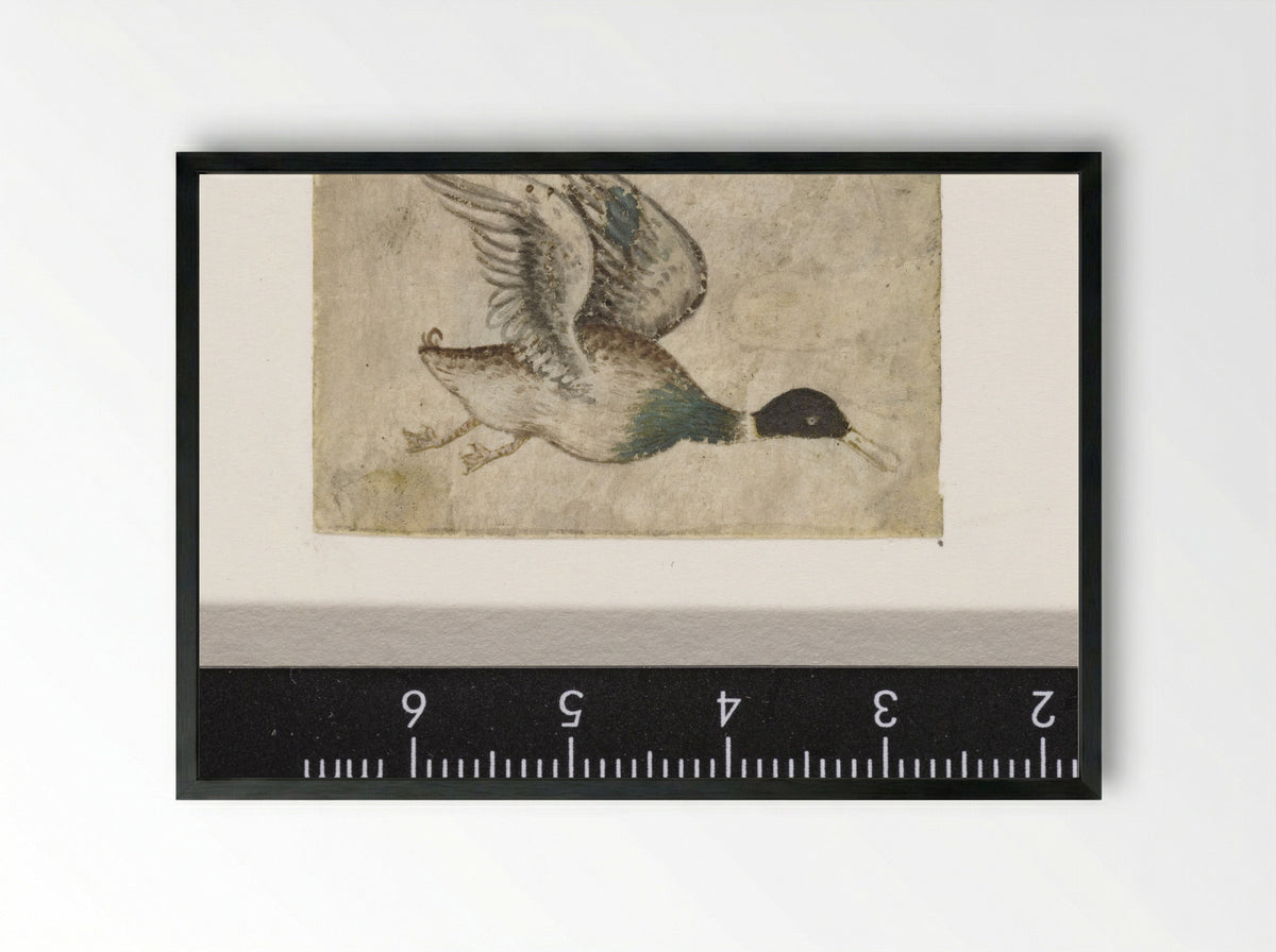 Wilde eend in de vlucht - Monogrammist HK - Framed Print Black