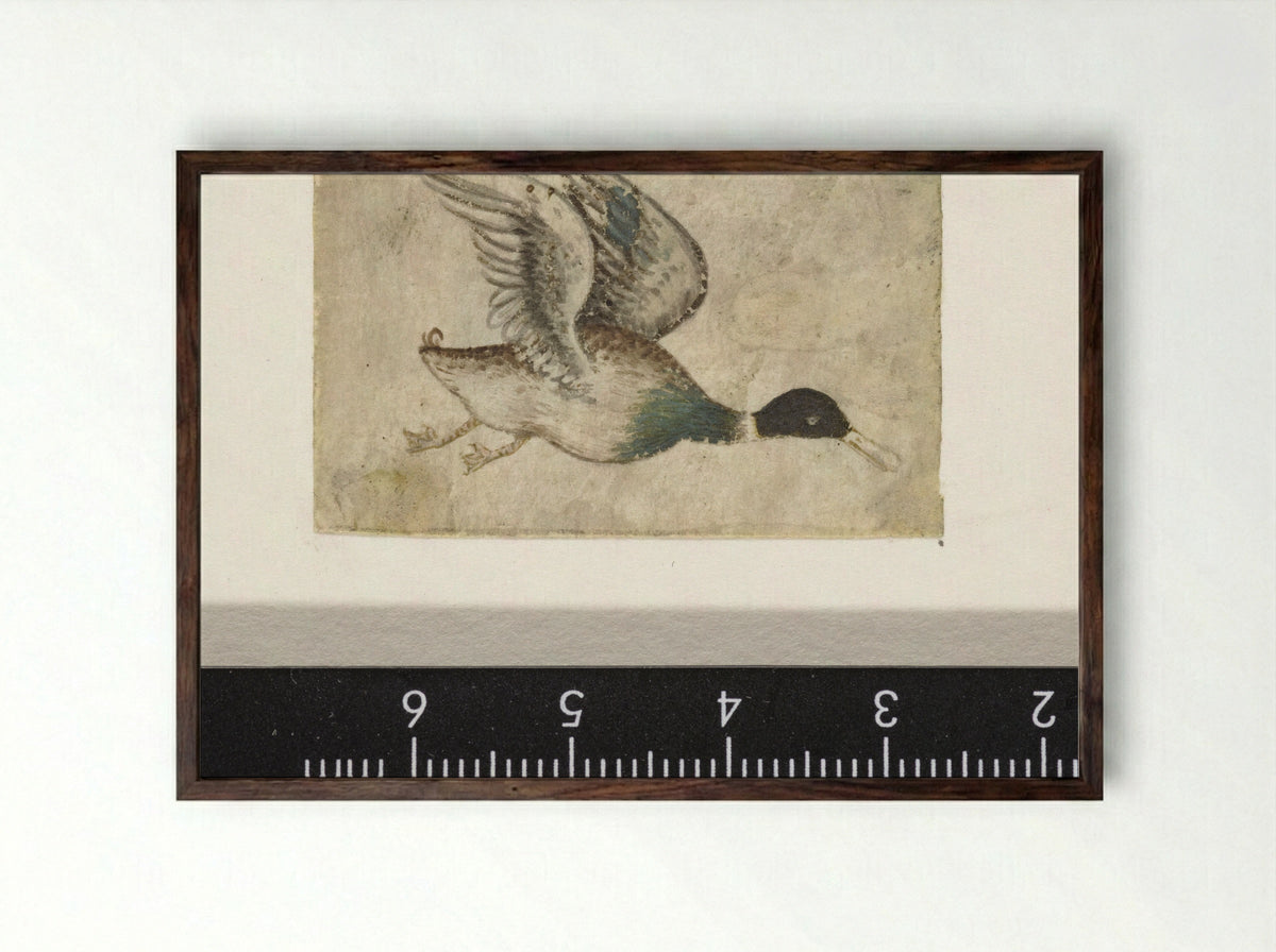 Wilde eend in de vlucht - Monogrammist HK - Framed Print Dark Wood