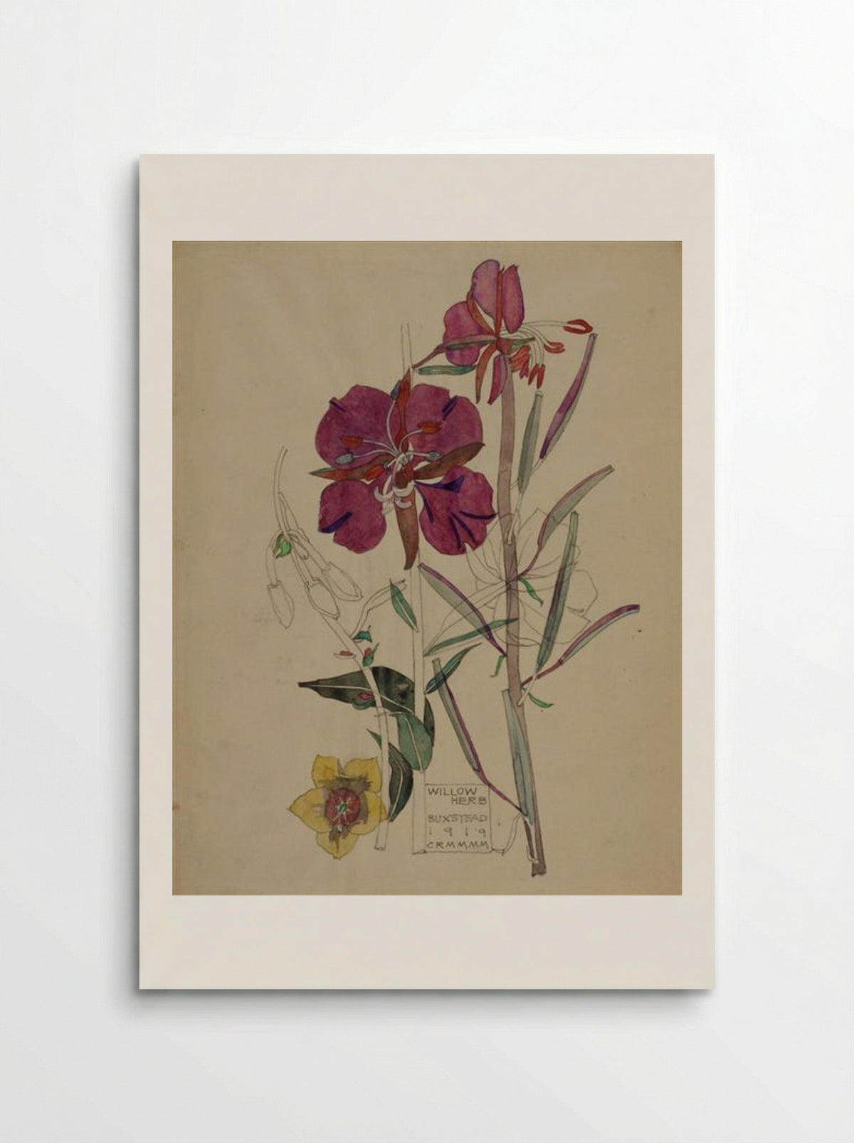 Willow Herb, Buxstead - Charles Rennie Mackintosh - Poster