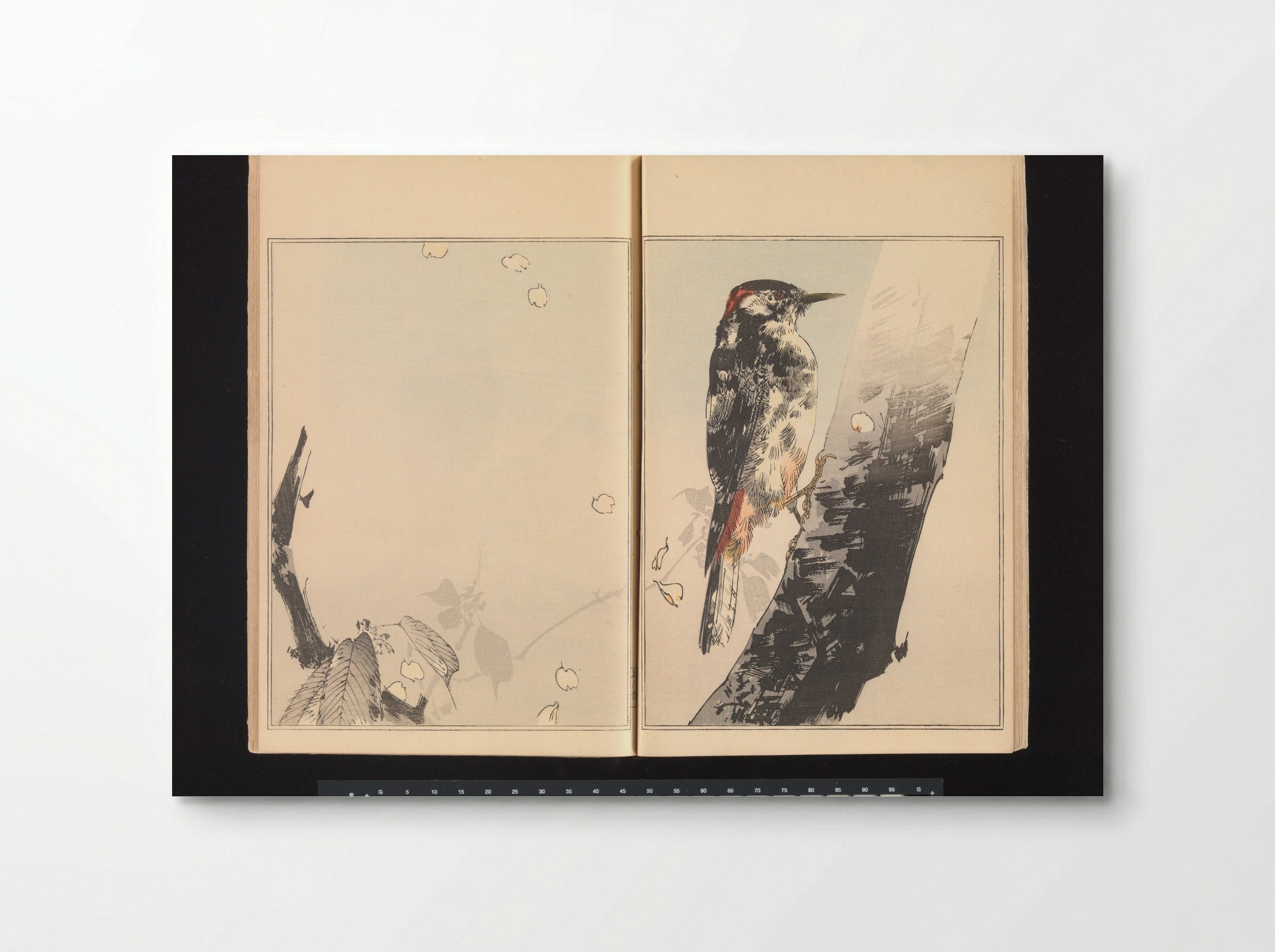 Woodpecker on Tree Trunk - Watanabe Seitei - Poster