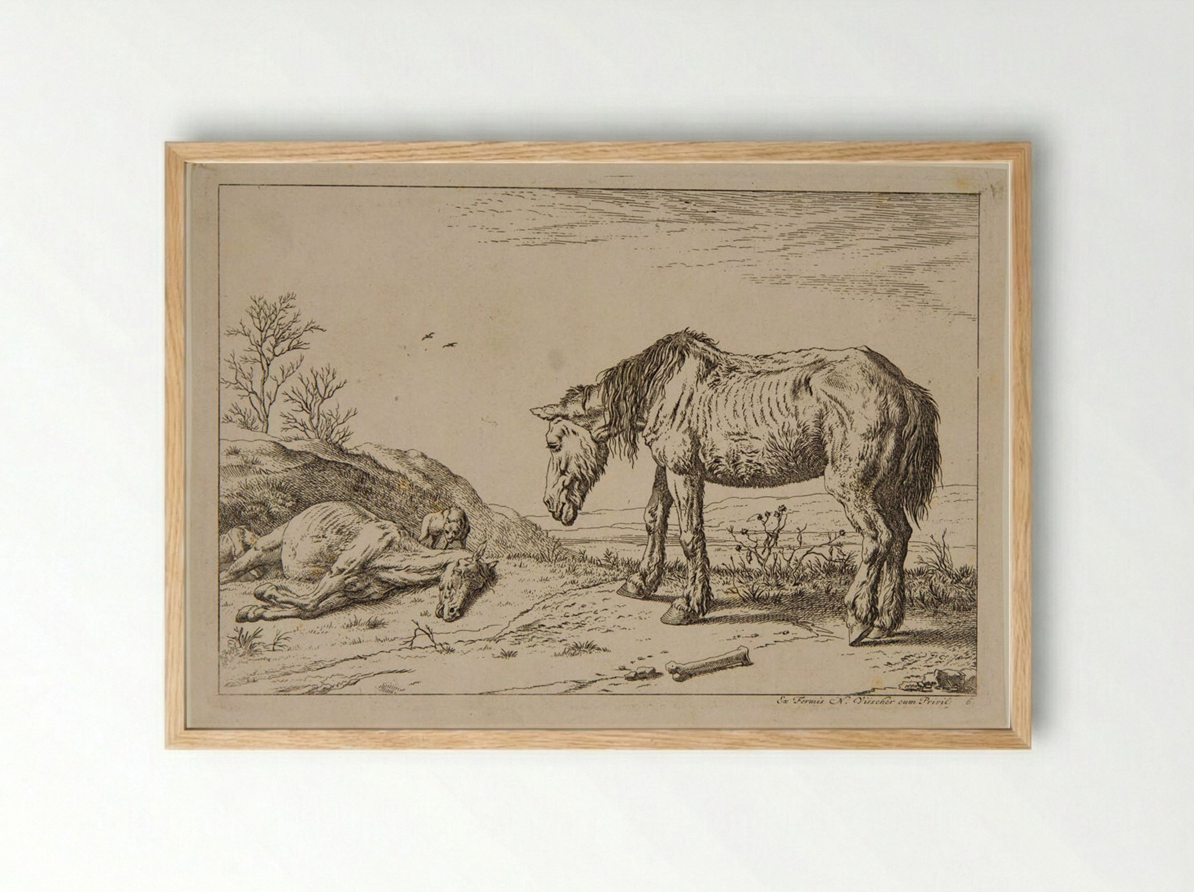 Worn-out Horse - Paulus Potter - Framed Print Wood